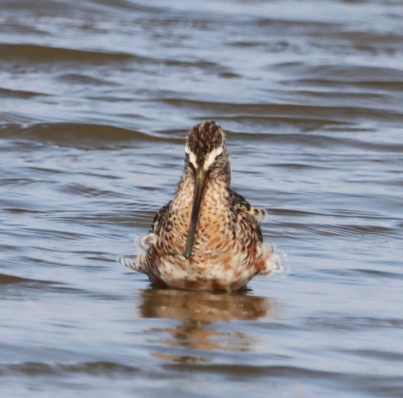 Long-billed Dowitcher - 21-04-2023