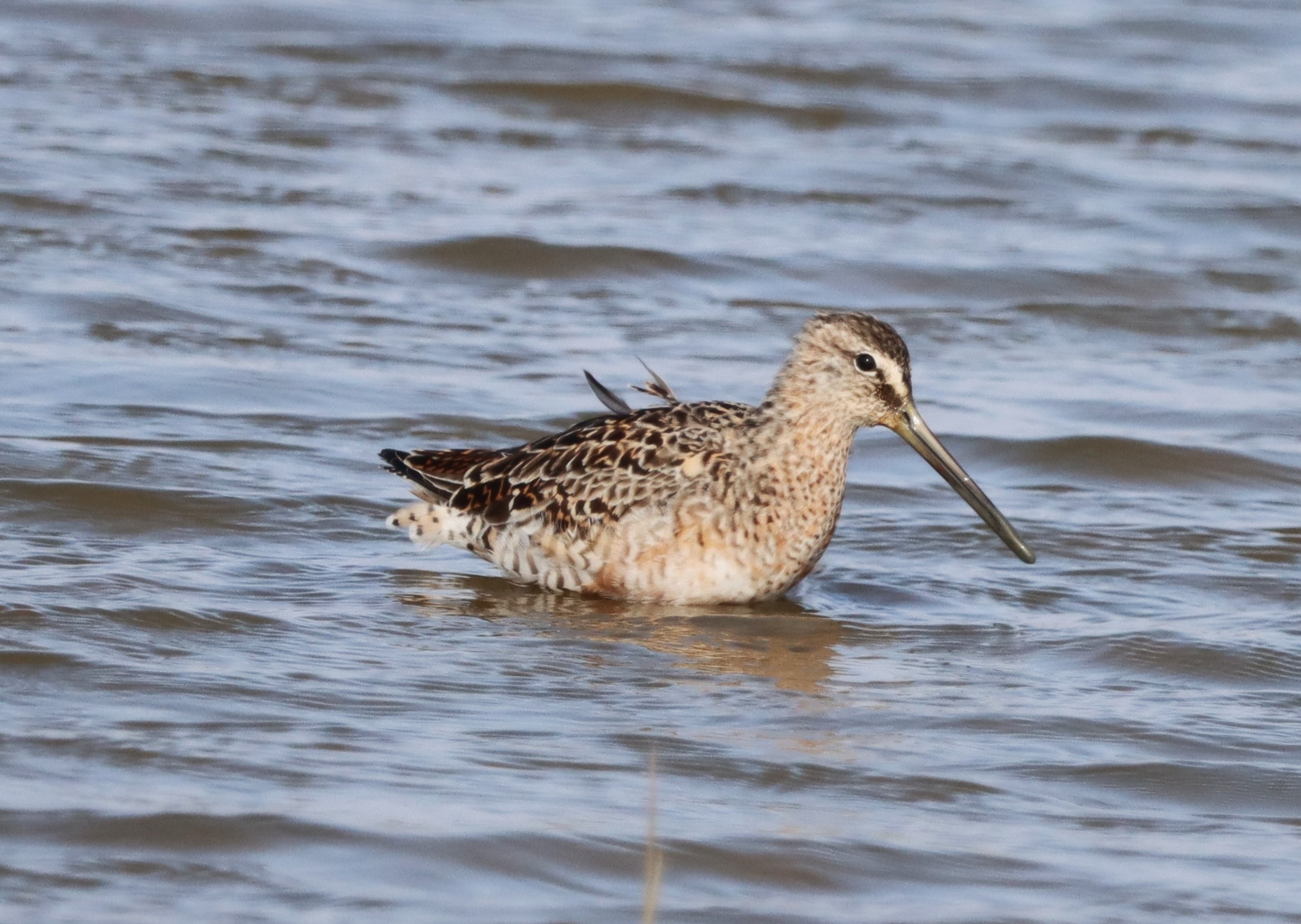 Long-billed Dowitcher - 21-04-2023