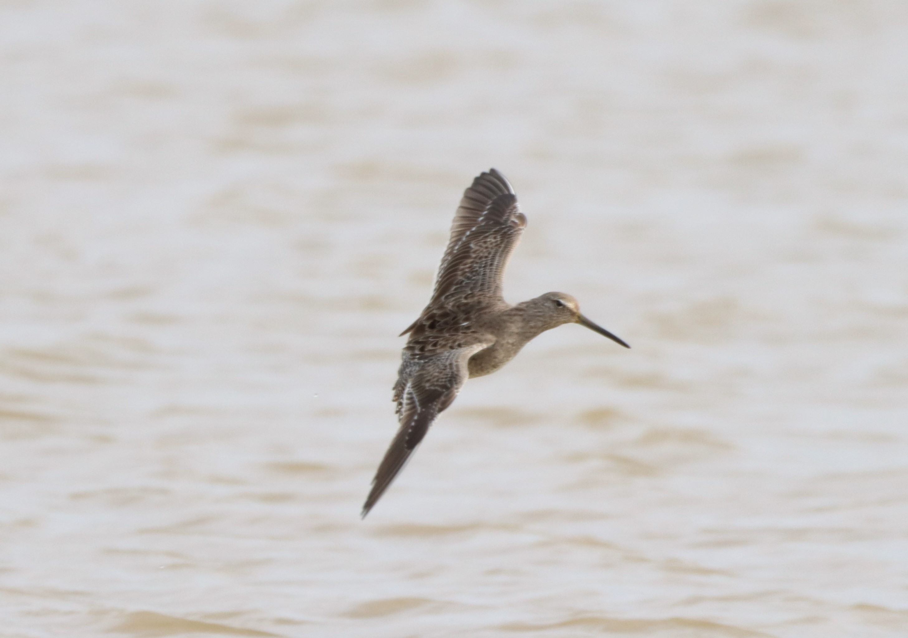 Long-billed Dowitcher - 25-03-2024