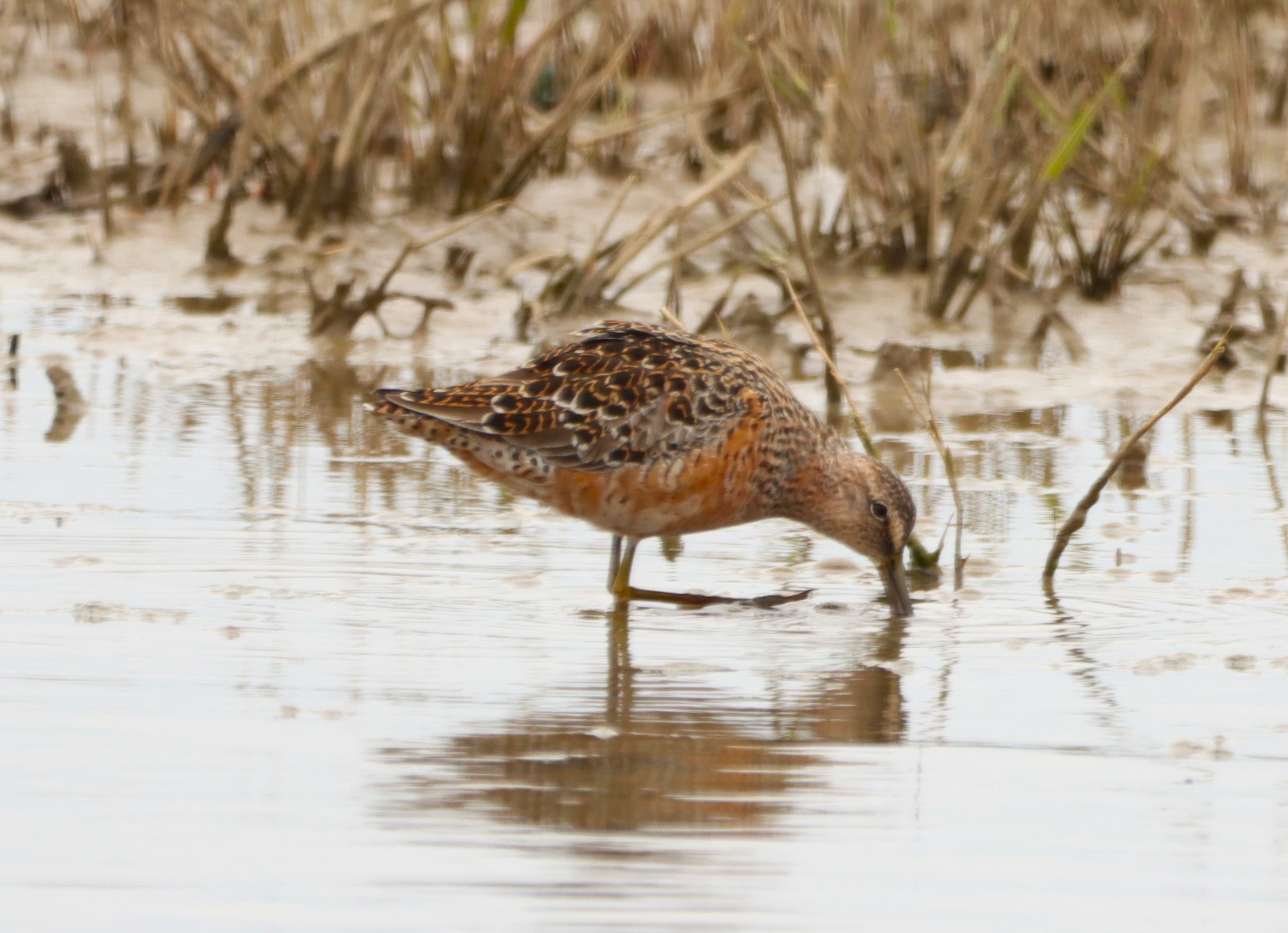 Long-billed Dowitcher - 27-04-2024
