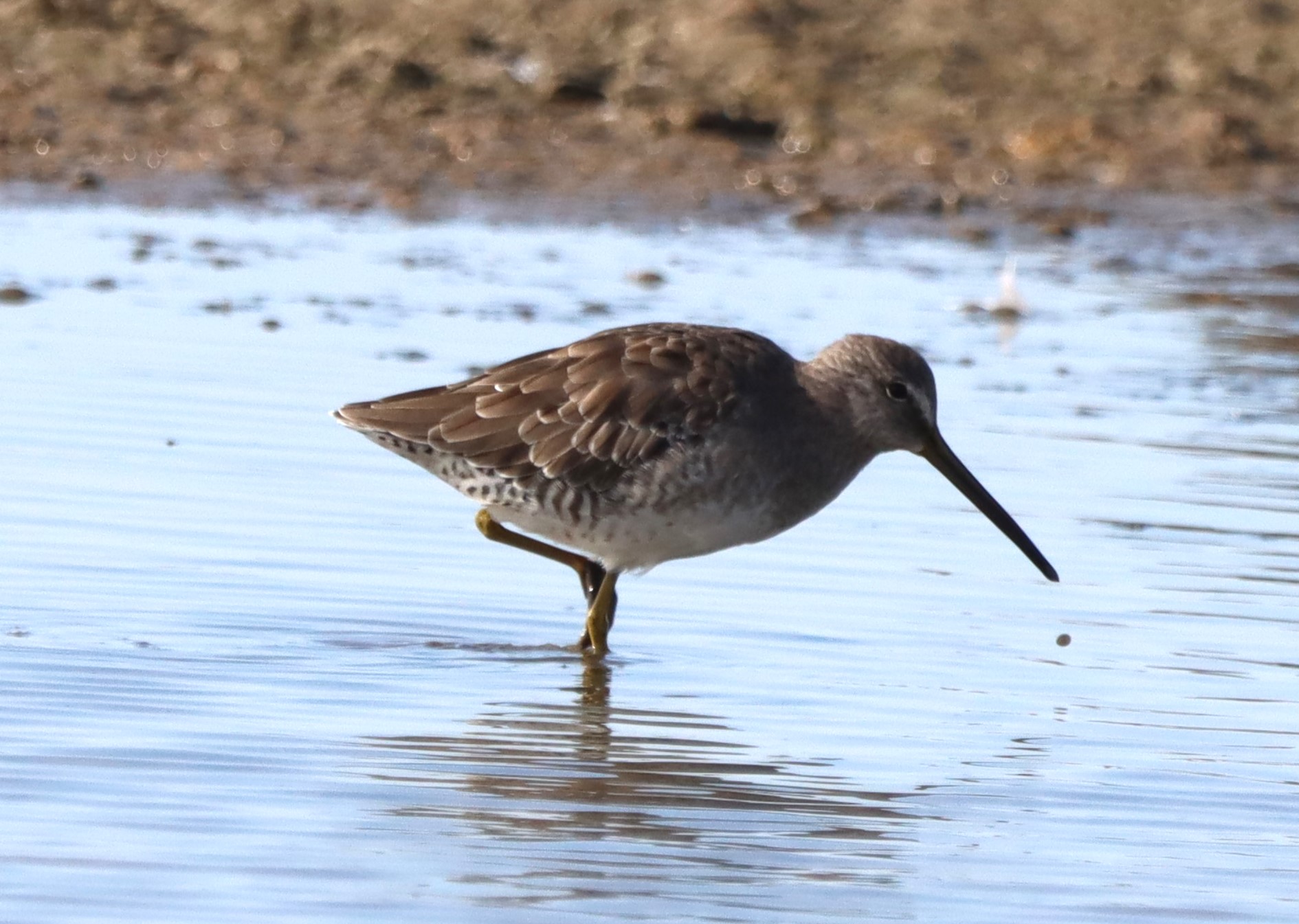 Long-billed Dowitcher - 31-08-2023