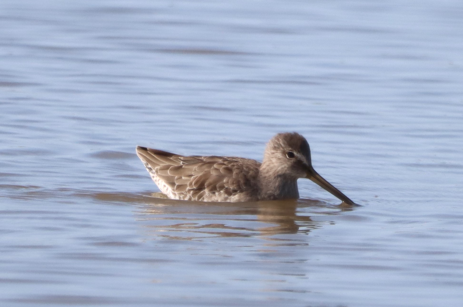 Long-billed Dowitcher - 31-08-2023