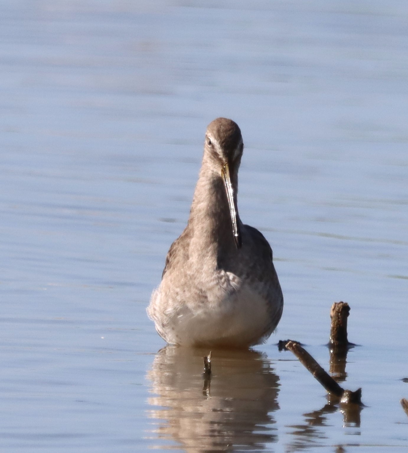 Long-billed Dowitcher - 31-08-2023