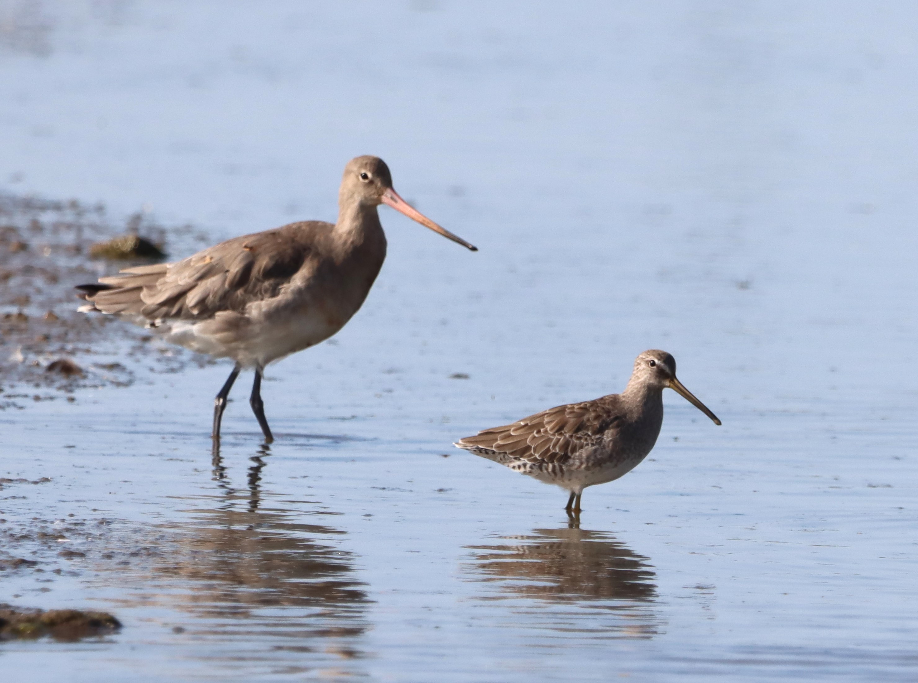 Long-billed Dowitcher - 31-08-2023