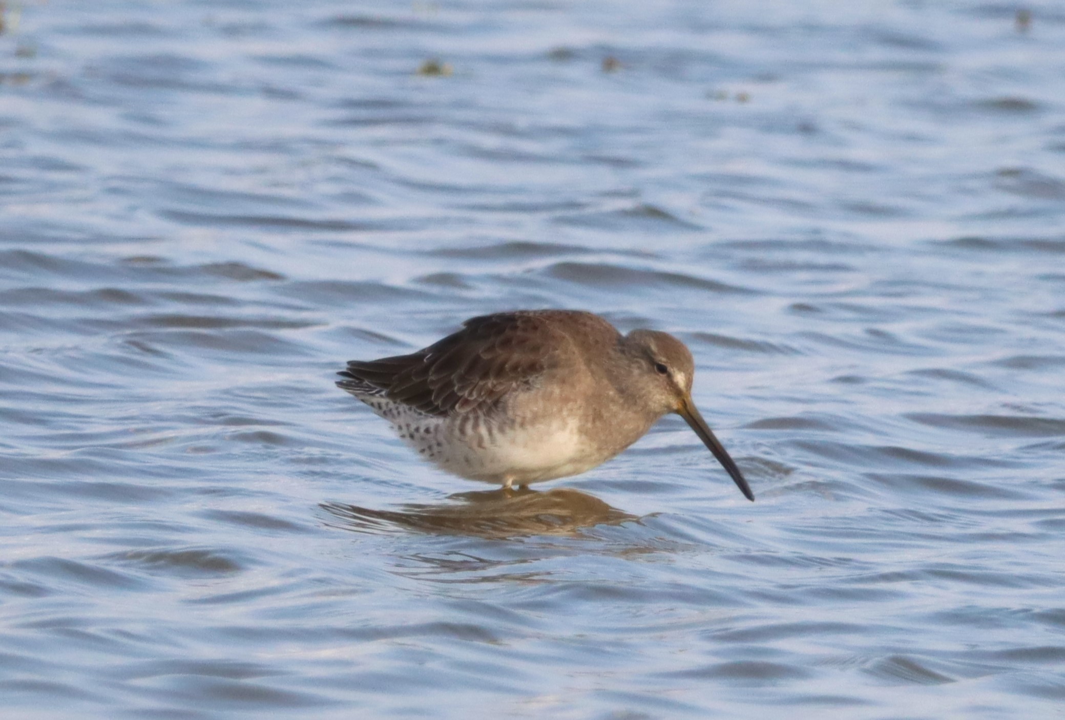 Long-billed Dowitcher - 04-10-2023