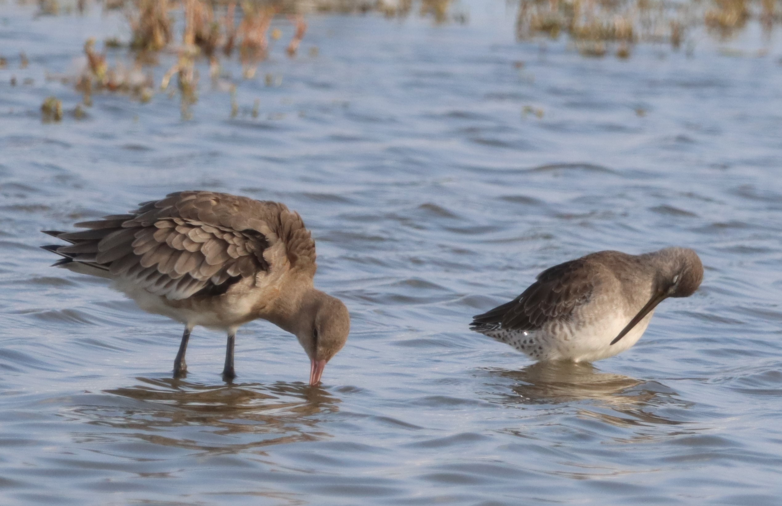 Long-billed Dowitcher - 04-10-2023