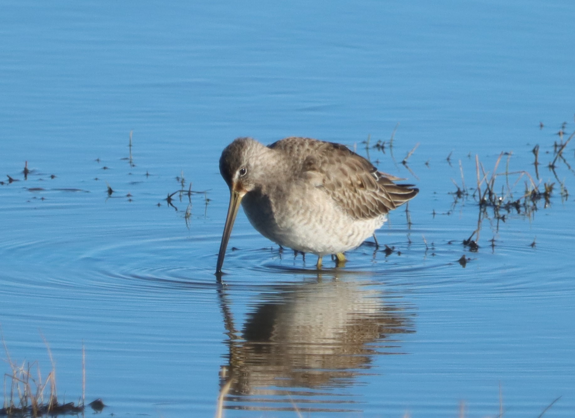 Long-billed Dowitcher - 06-02-2023