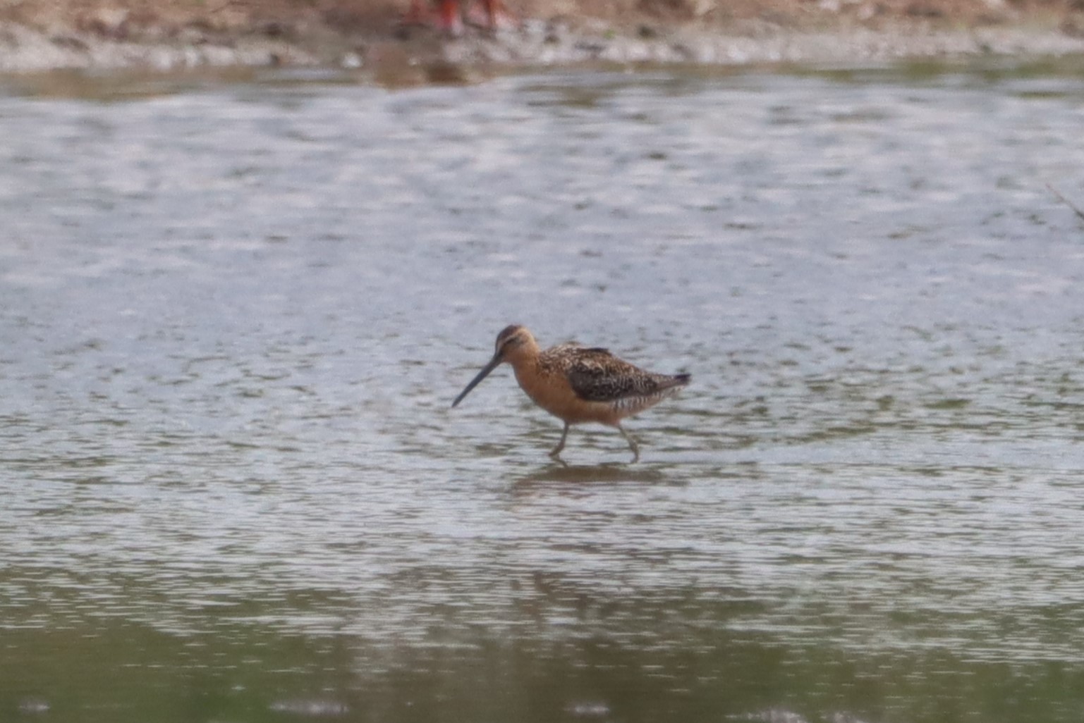 Long-billed Dowitcher - 09-07-2023