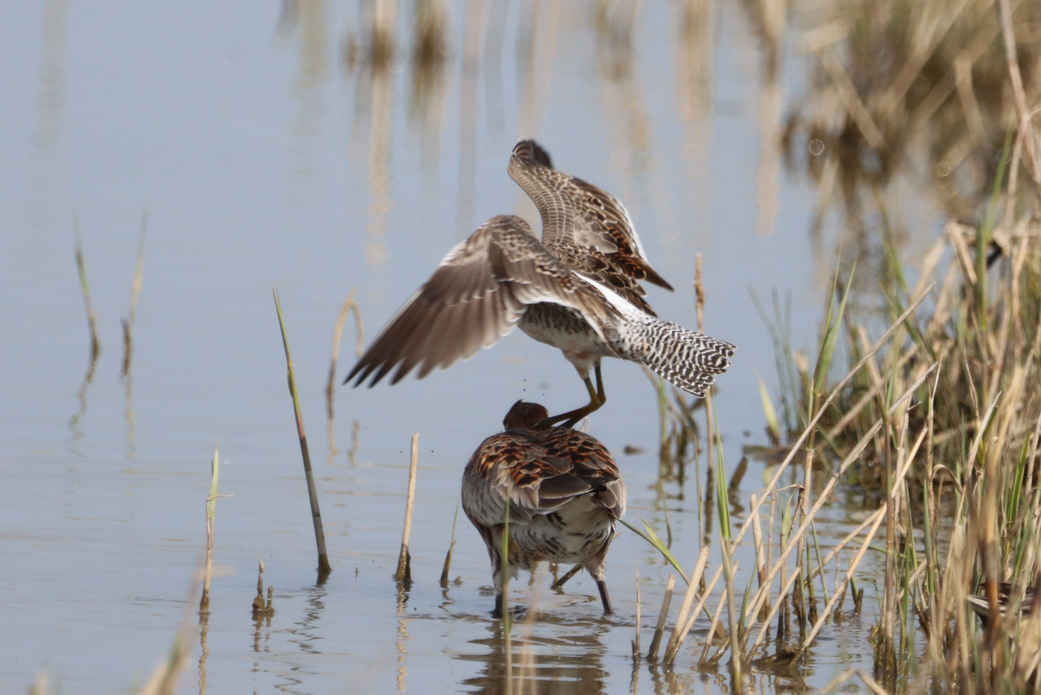 Long-billed Dowitcher - 09-04-2023