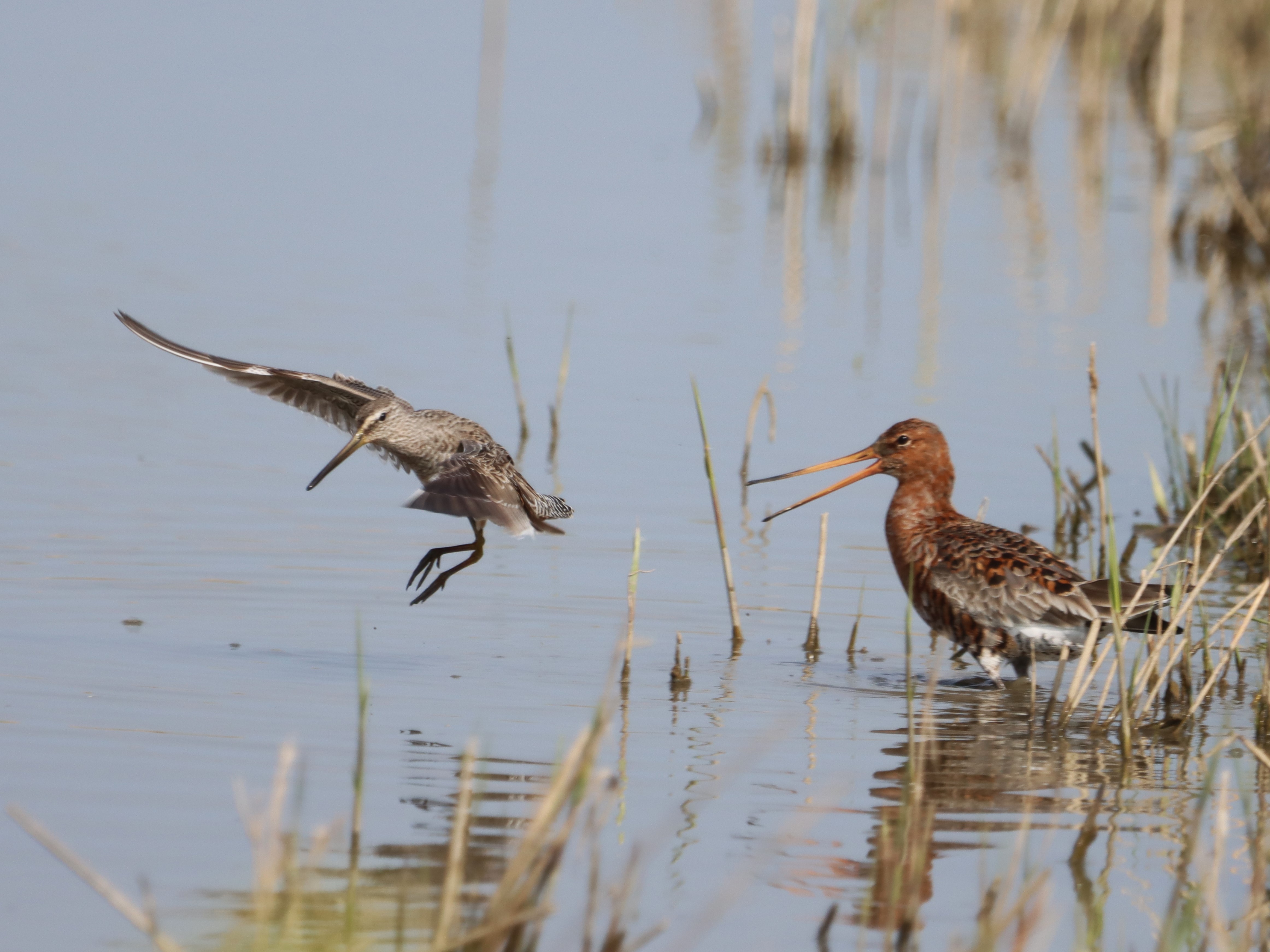 Long-billed Dowitcher - 09-04-2023