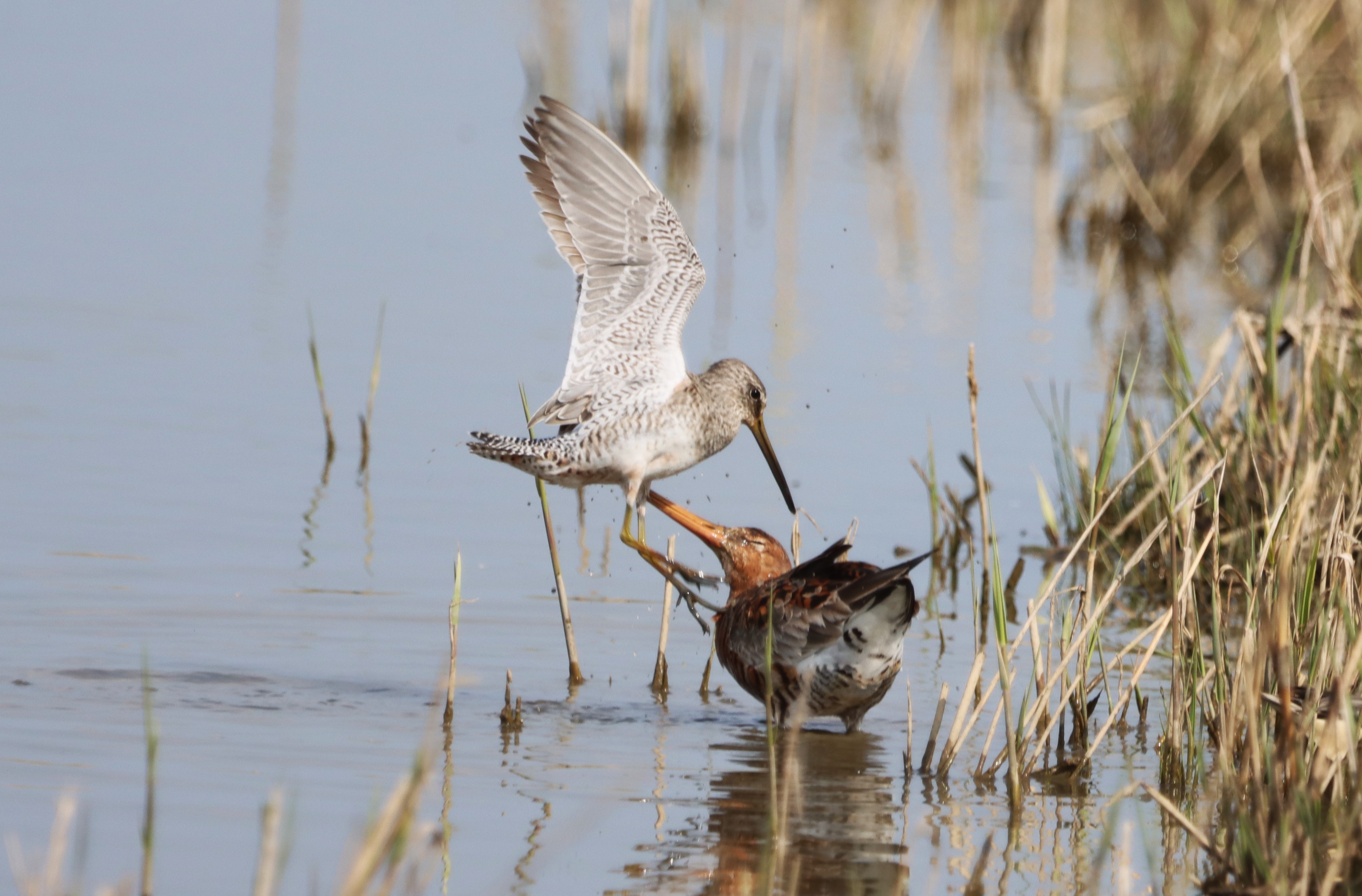 Long-billed Dowitcher - 09-04-2023