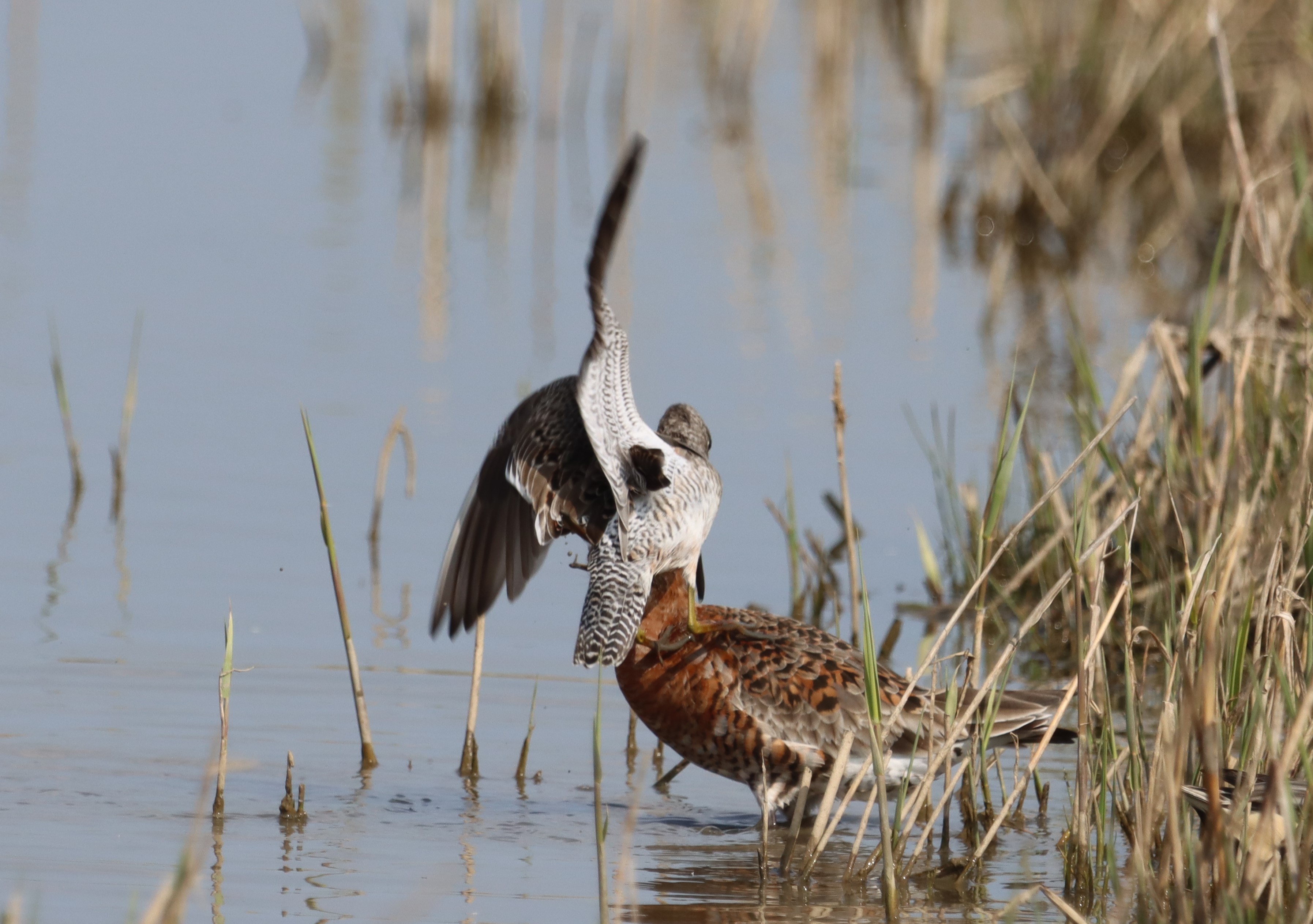 Long-billed Dowitcher - 09-04-2023