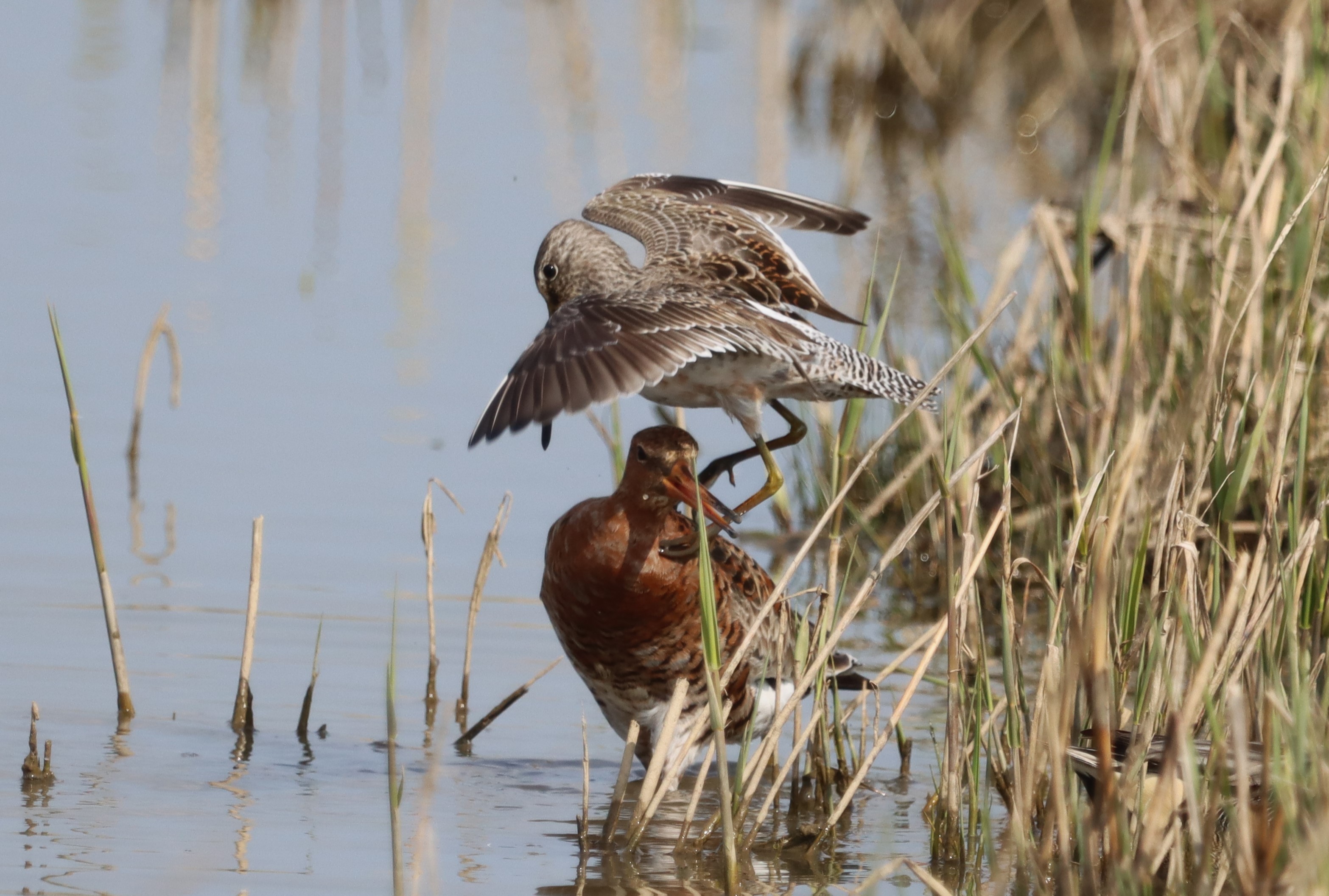 Long-billed Dowitcher - 09-04-2023