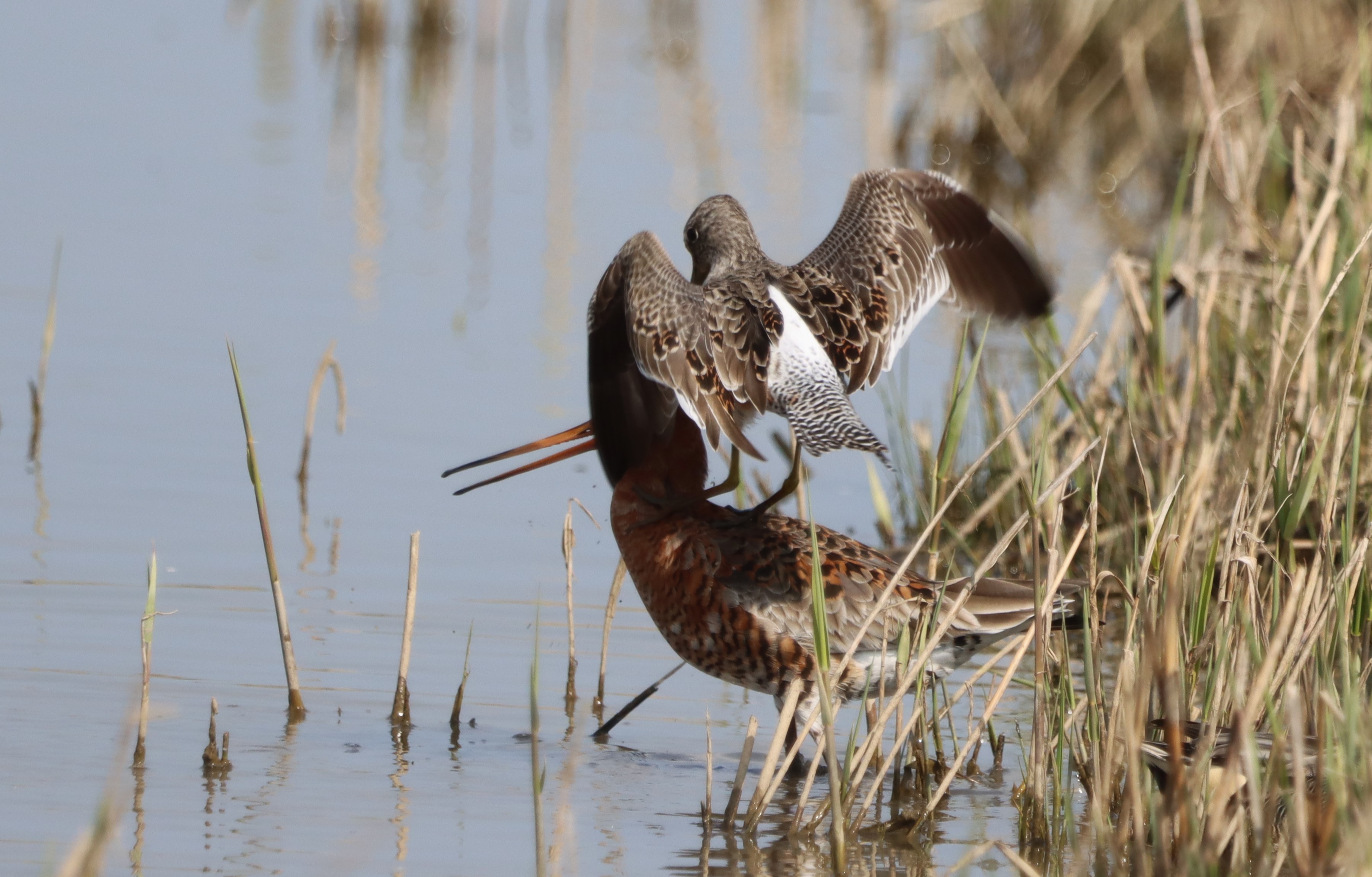 Long-billed Dowitcher - 09-04-2023