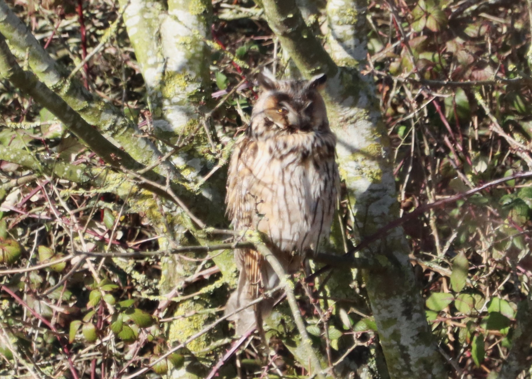 Long-eared Owl - 27-02-2023