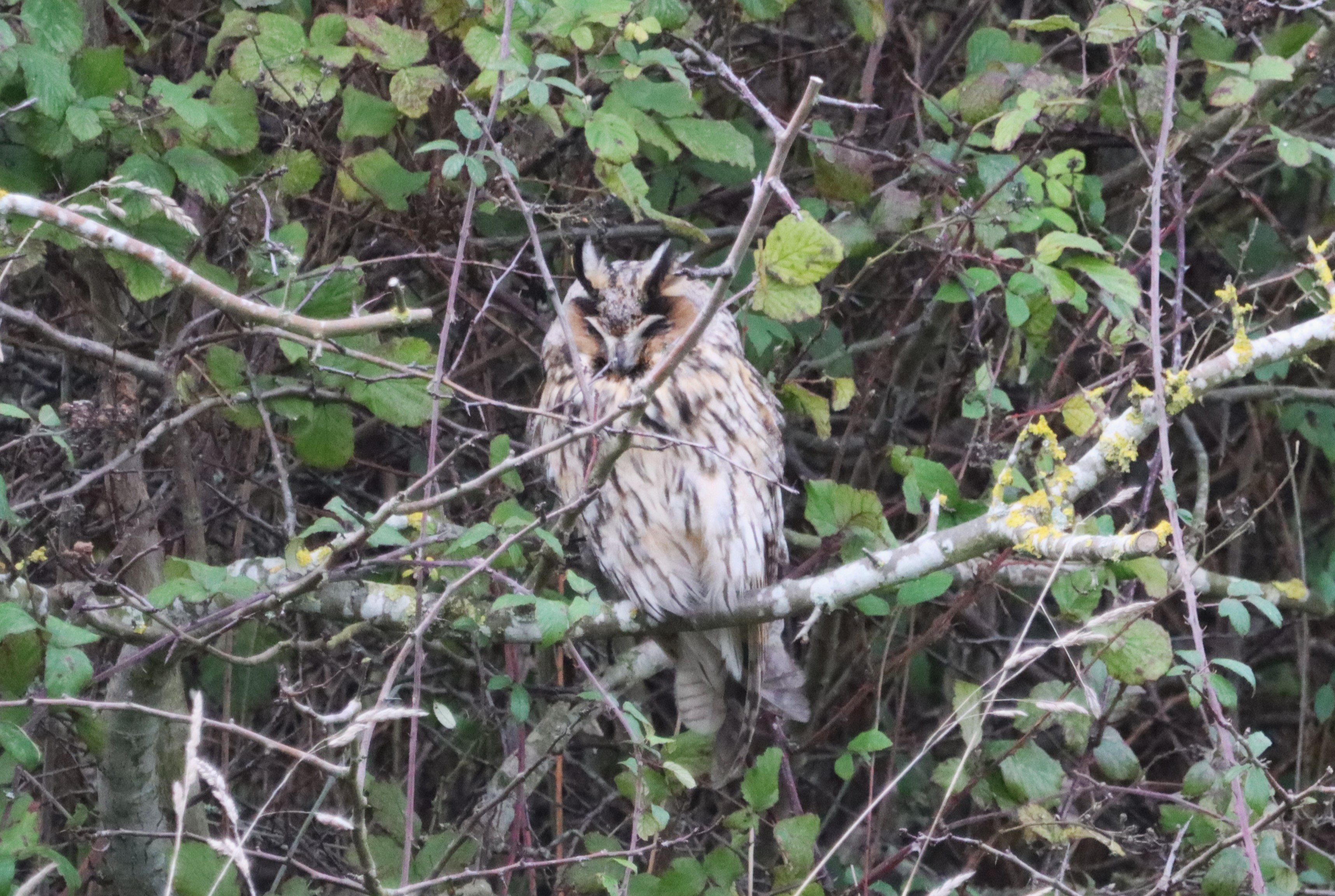 Long-eared Owl - 29-12-2022