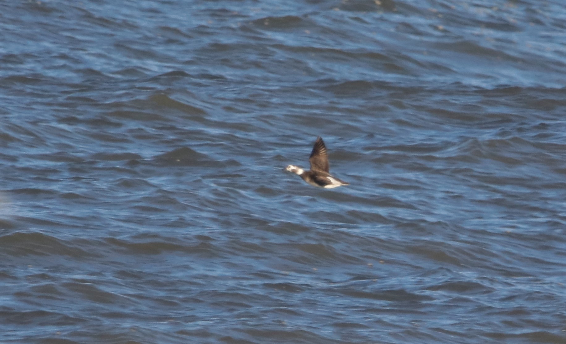 Long-tailed Duck - 29-11-2021