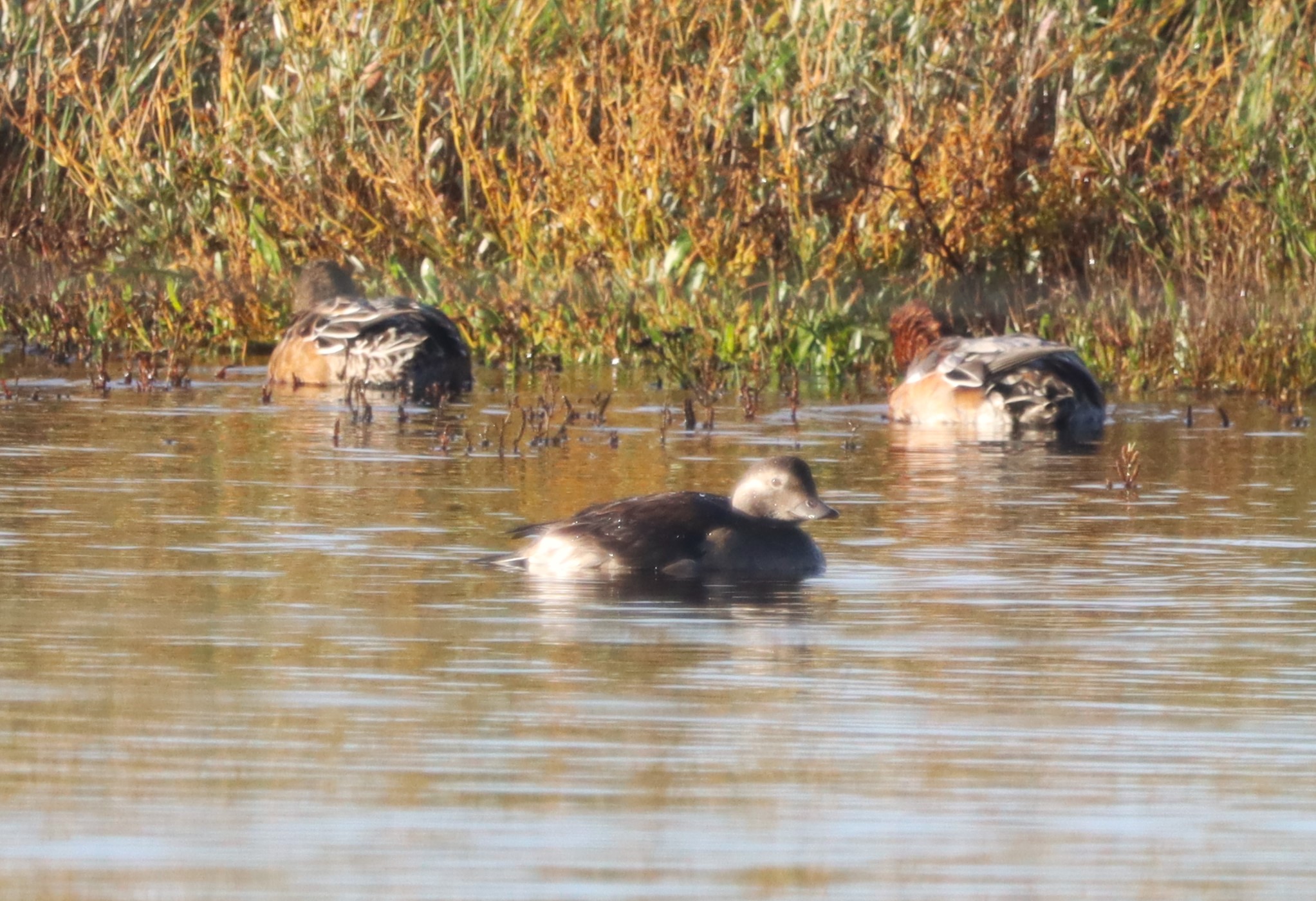 Long-tailed Duck - 25-10-2023