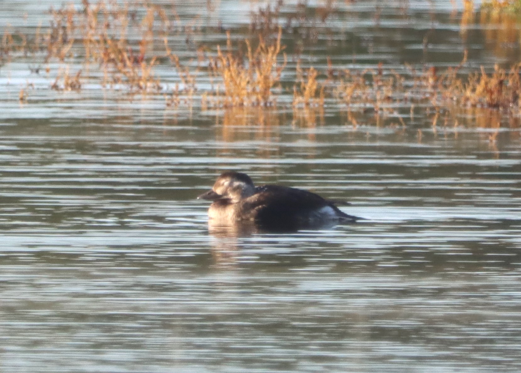 Long-tailed Duck - 25-10-2023