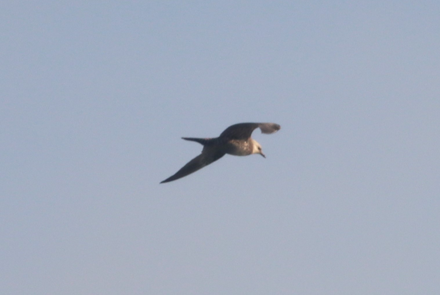 Long-tailed Skua - 06-09-2022
