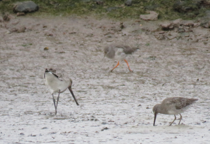 Long-billed Dowitcher - 24-09-2023