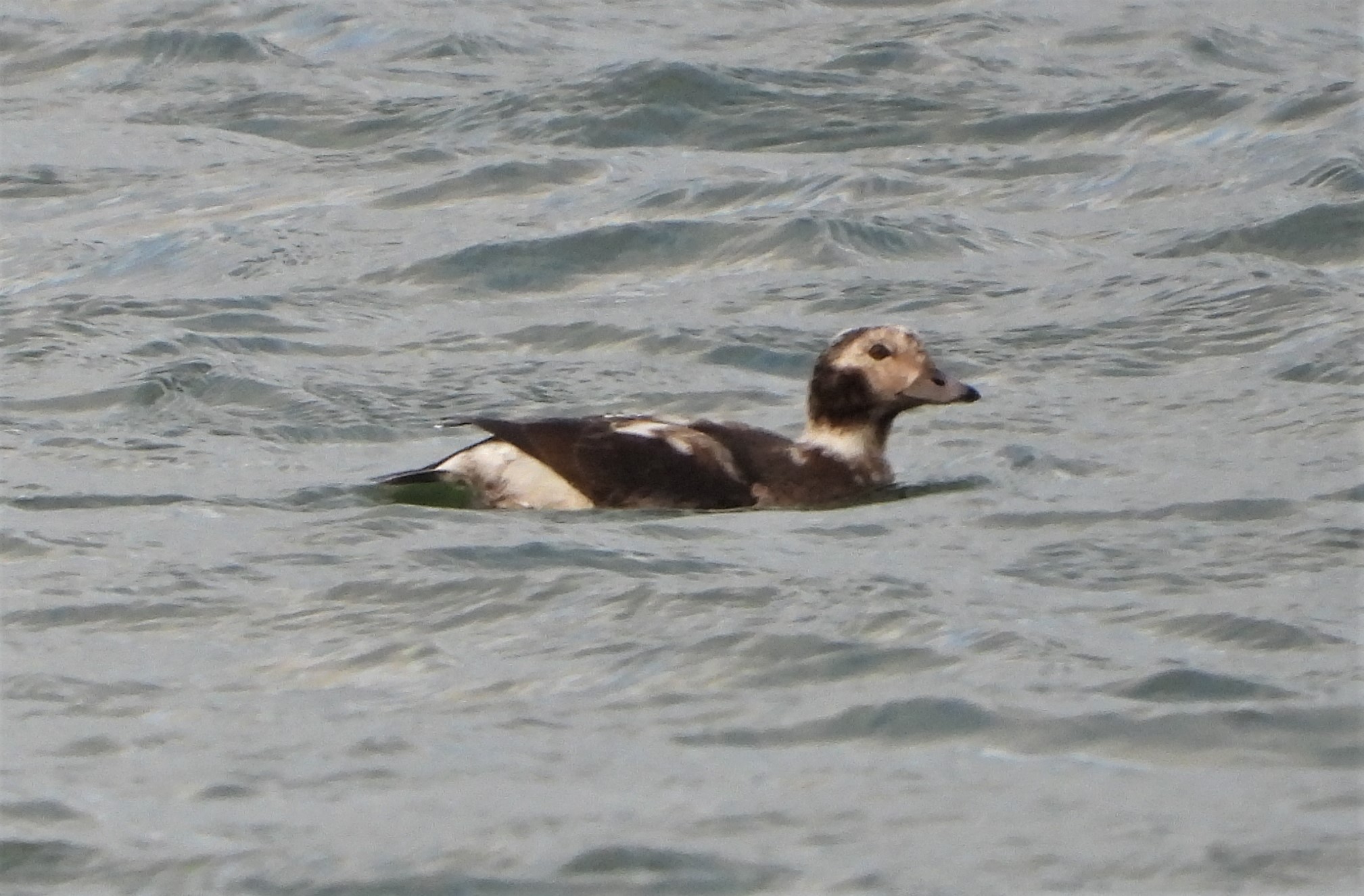 Long-tailed Duck - 09-11-2021