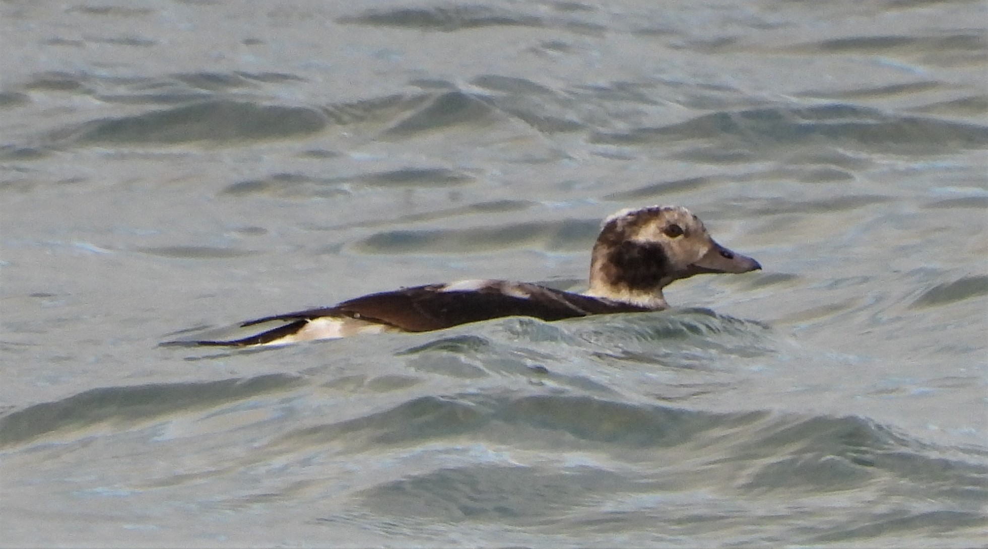 Long-tailed Duck - 09-11-2021