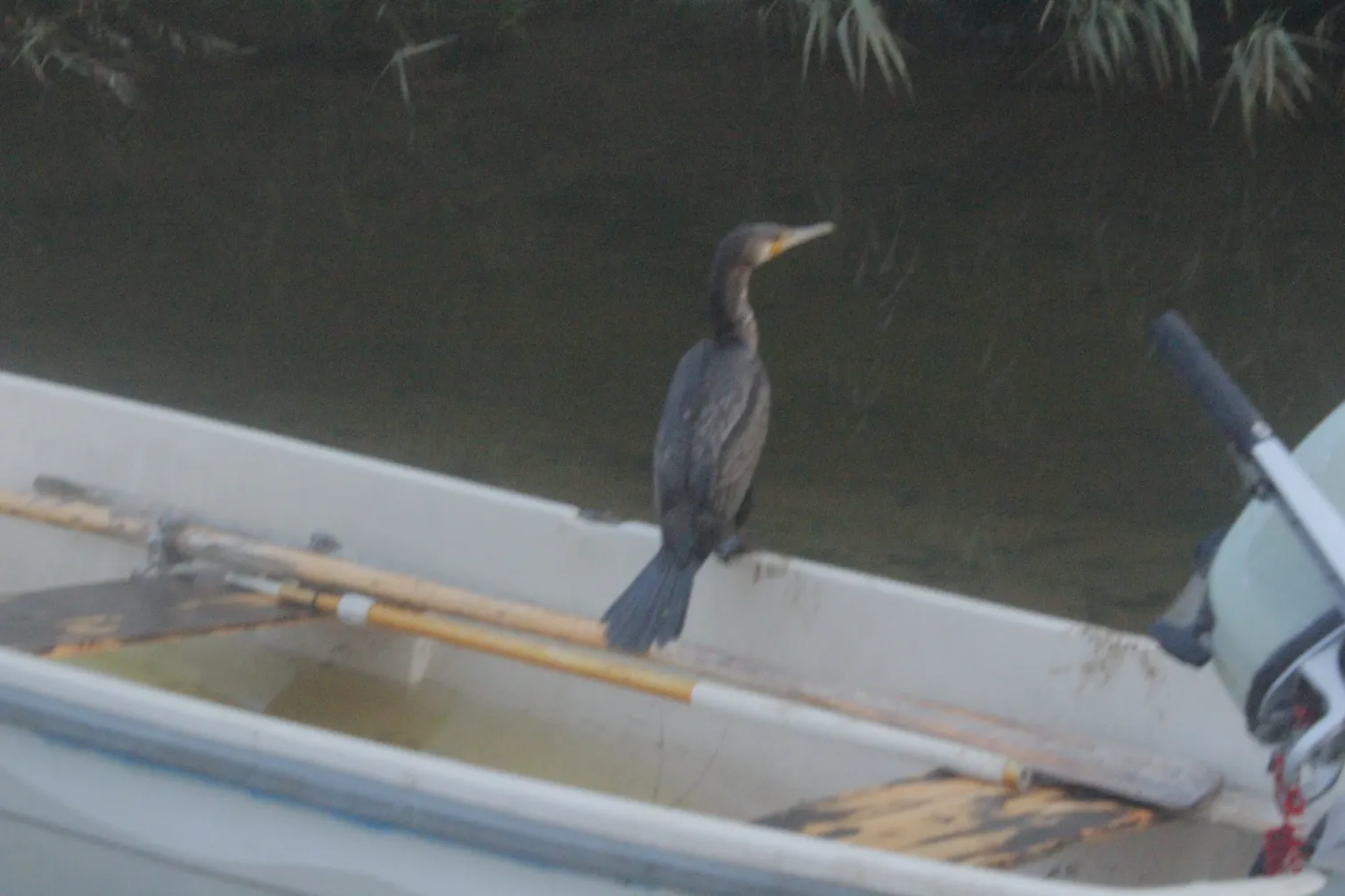 Shag - 13-08-2025