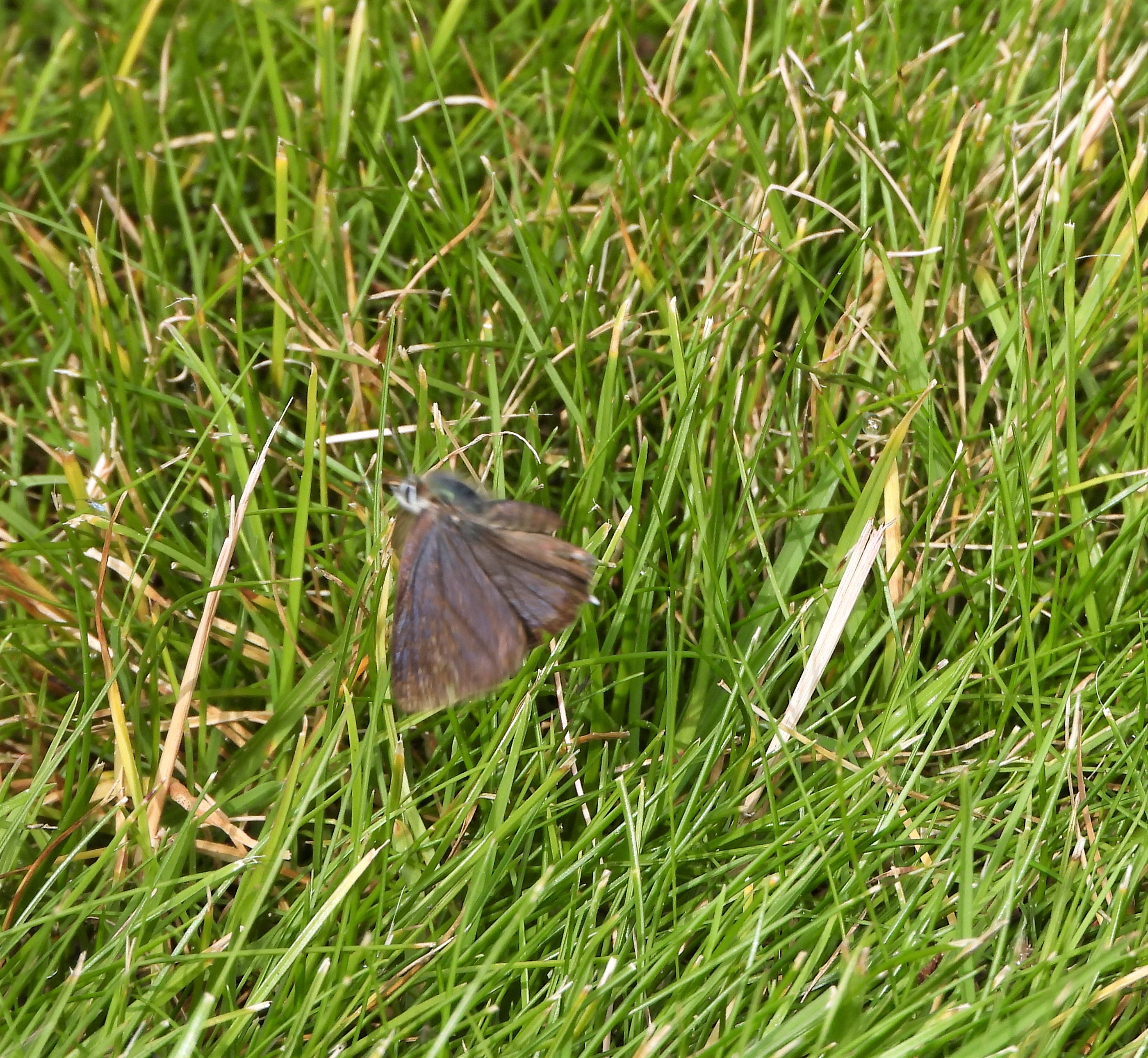 Purple Hairstreak - 03-08-2021