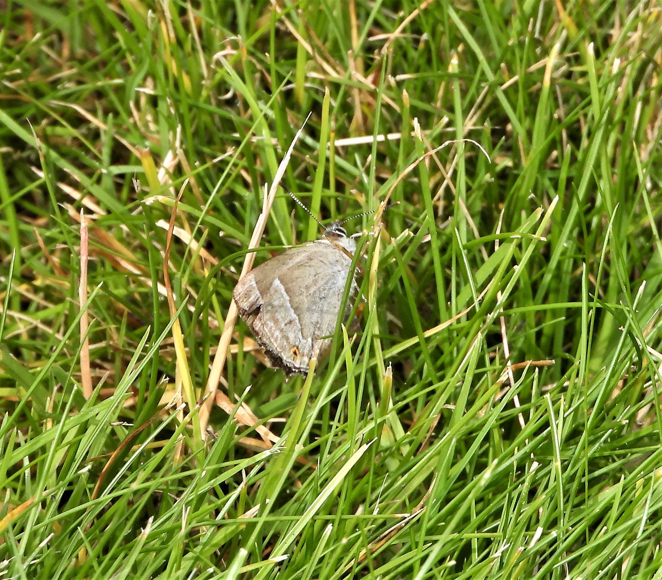 Purple Hairstreak - 03-08-2021