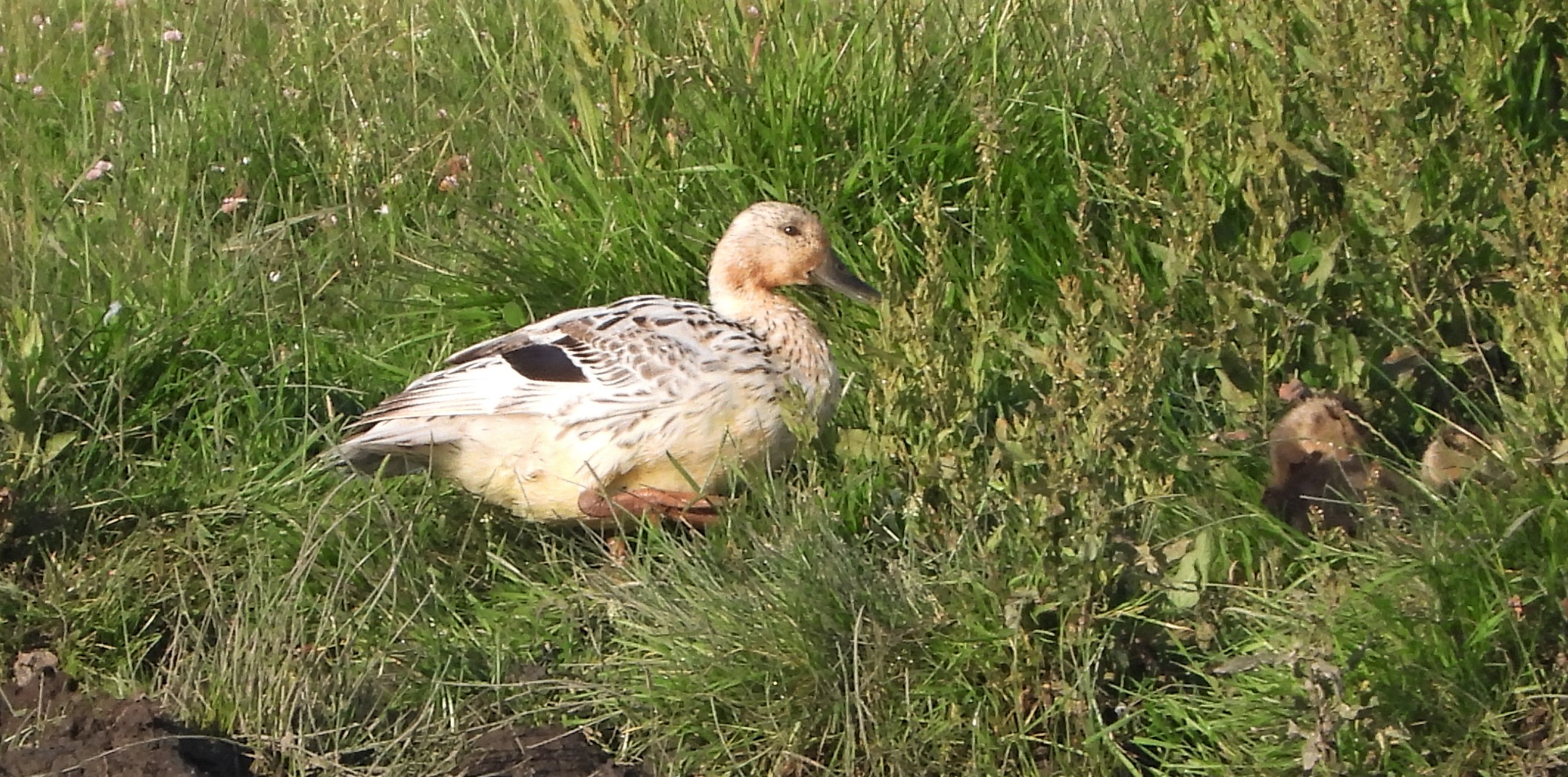 Mallard - 18-07-2021