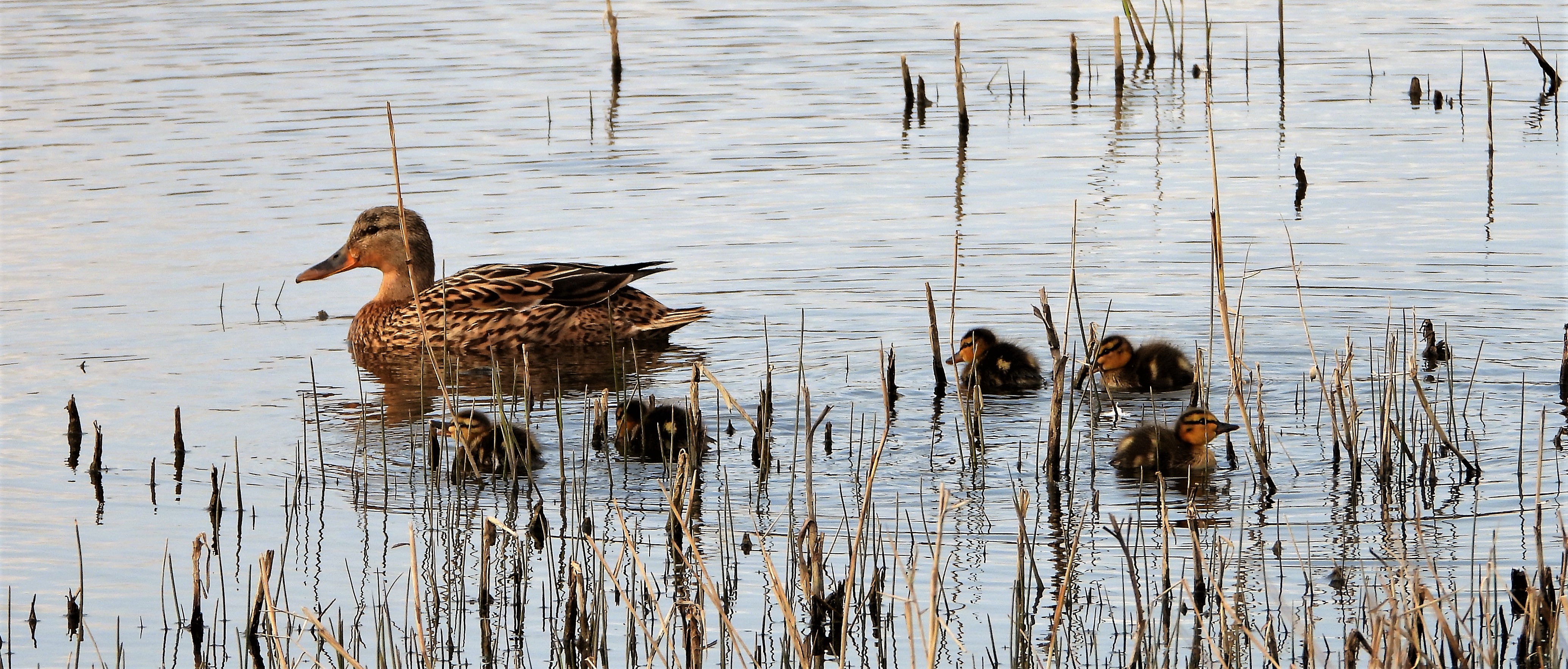 Mallard - 21-04-2021