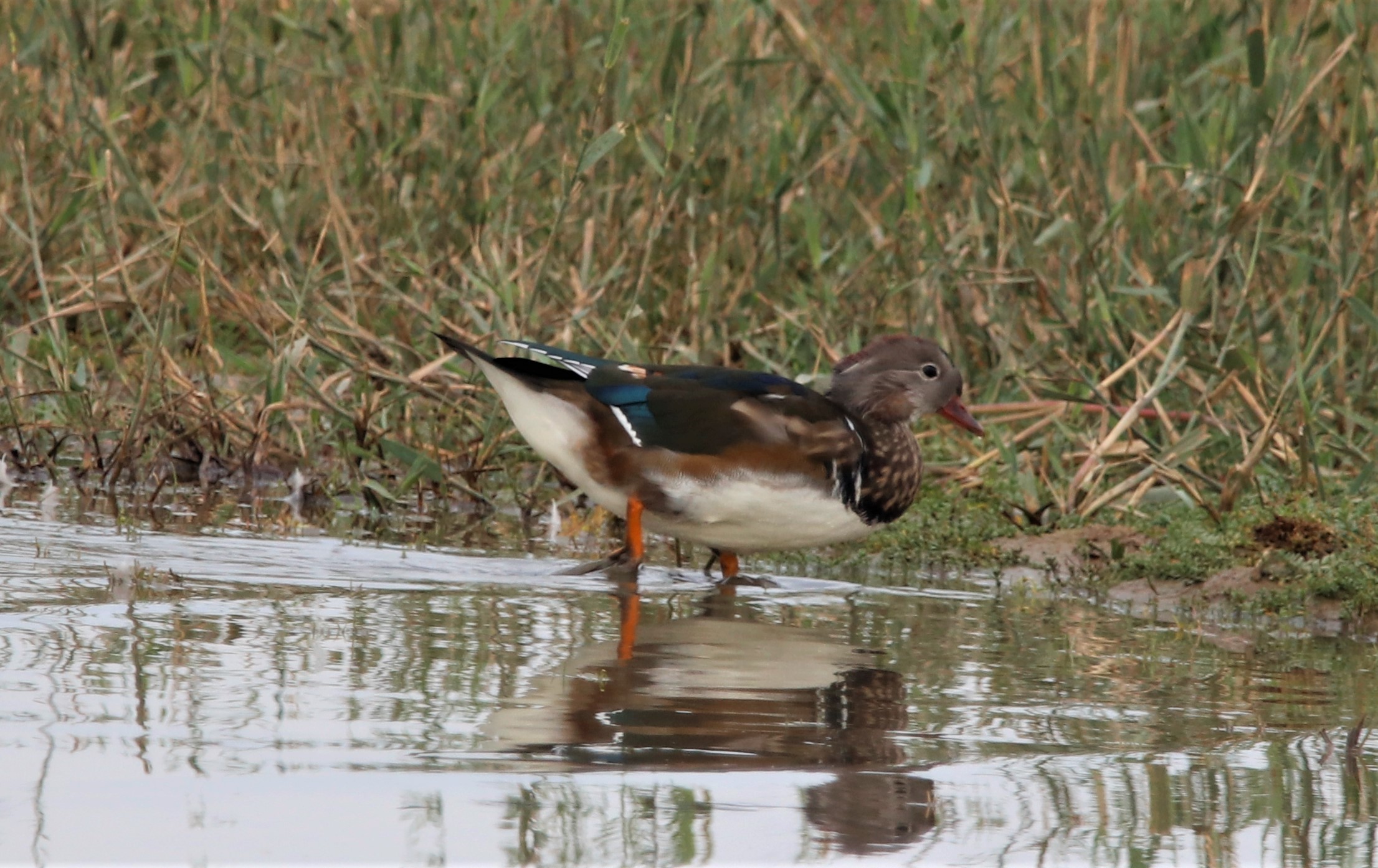 Mandarin Duck - 17-09-2021