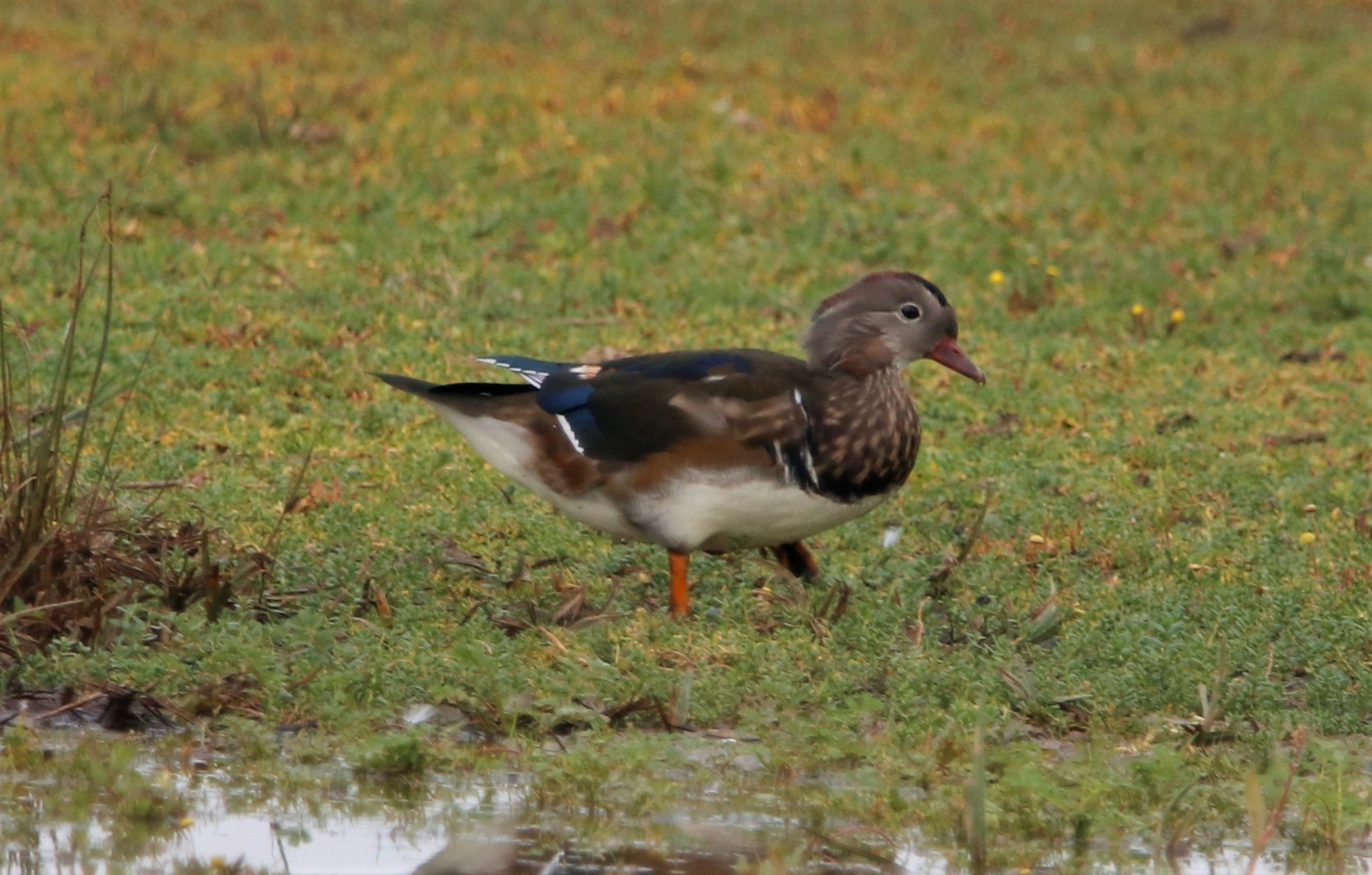 Mandarin Duck - 17-09-2021