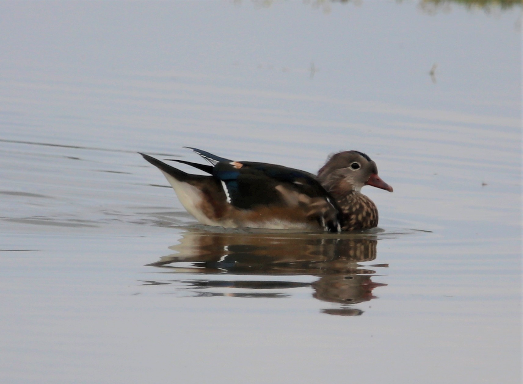 Mandarin Duck - 17-09-2021