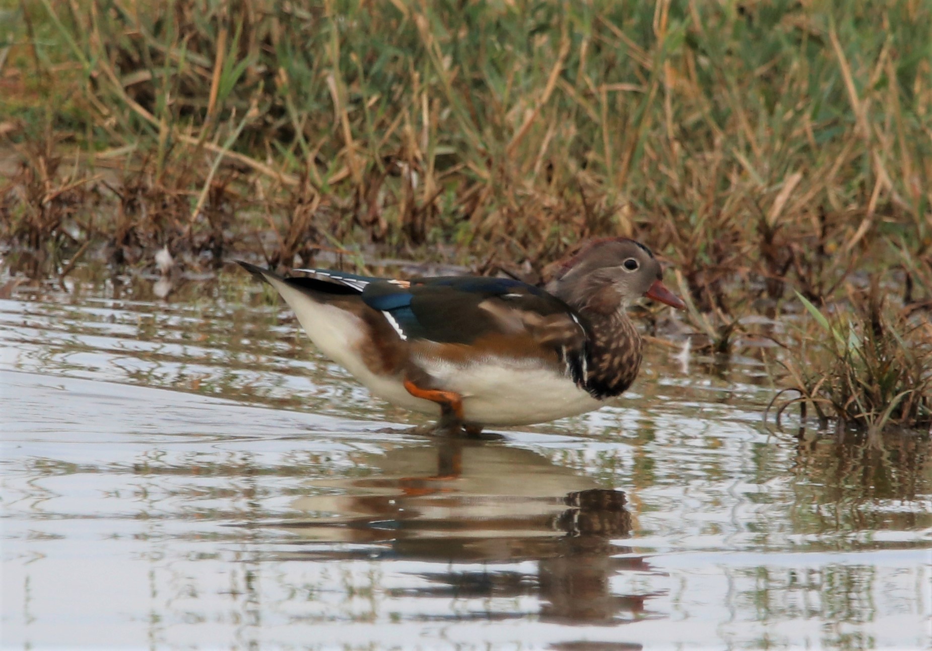 Mandarin Duck - 17-09-2021