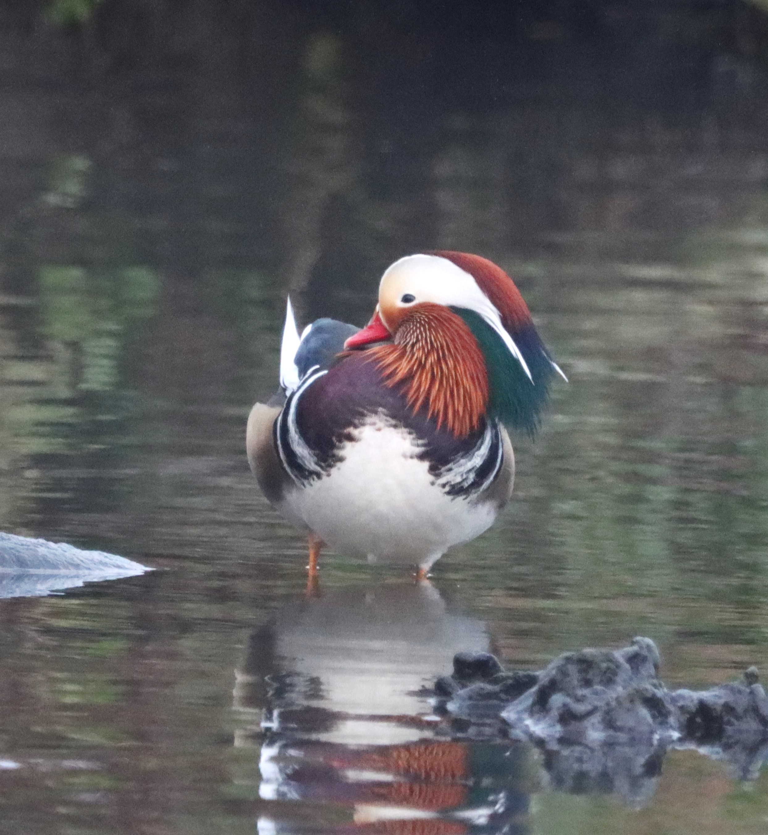 Mandarin Duck - 12-01-2024