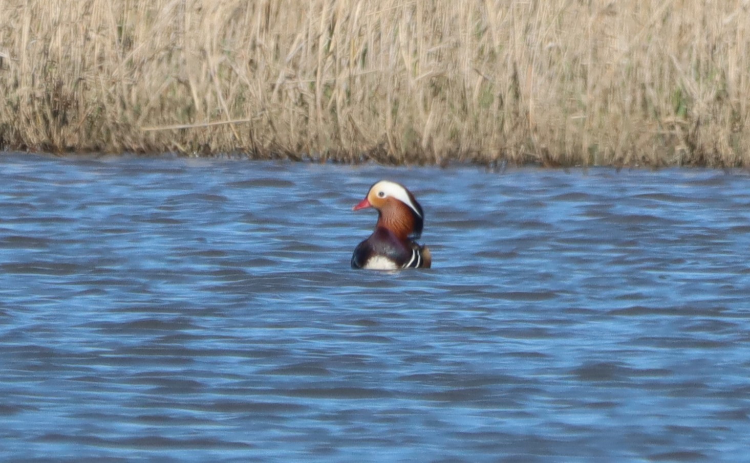 Mandarin Duck - 07-04-2026