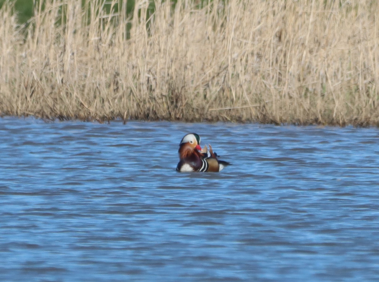 Mandarin Duck - 07-04-2026
