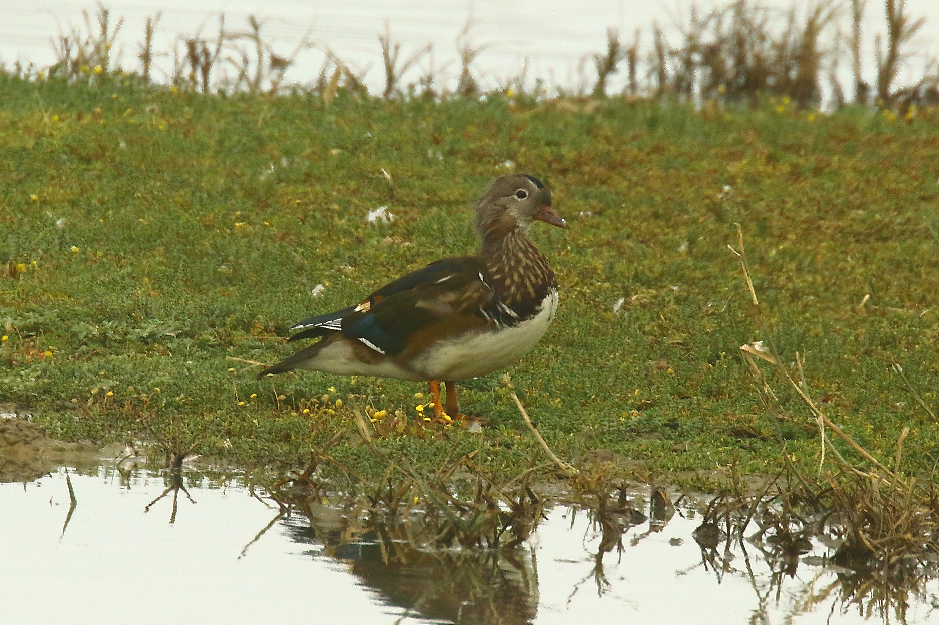 Mandarin Duck - 17-09-2021