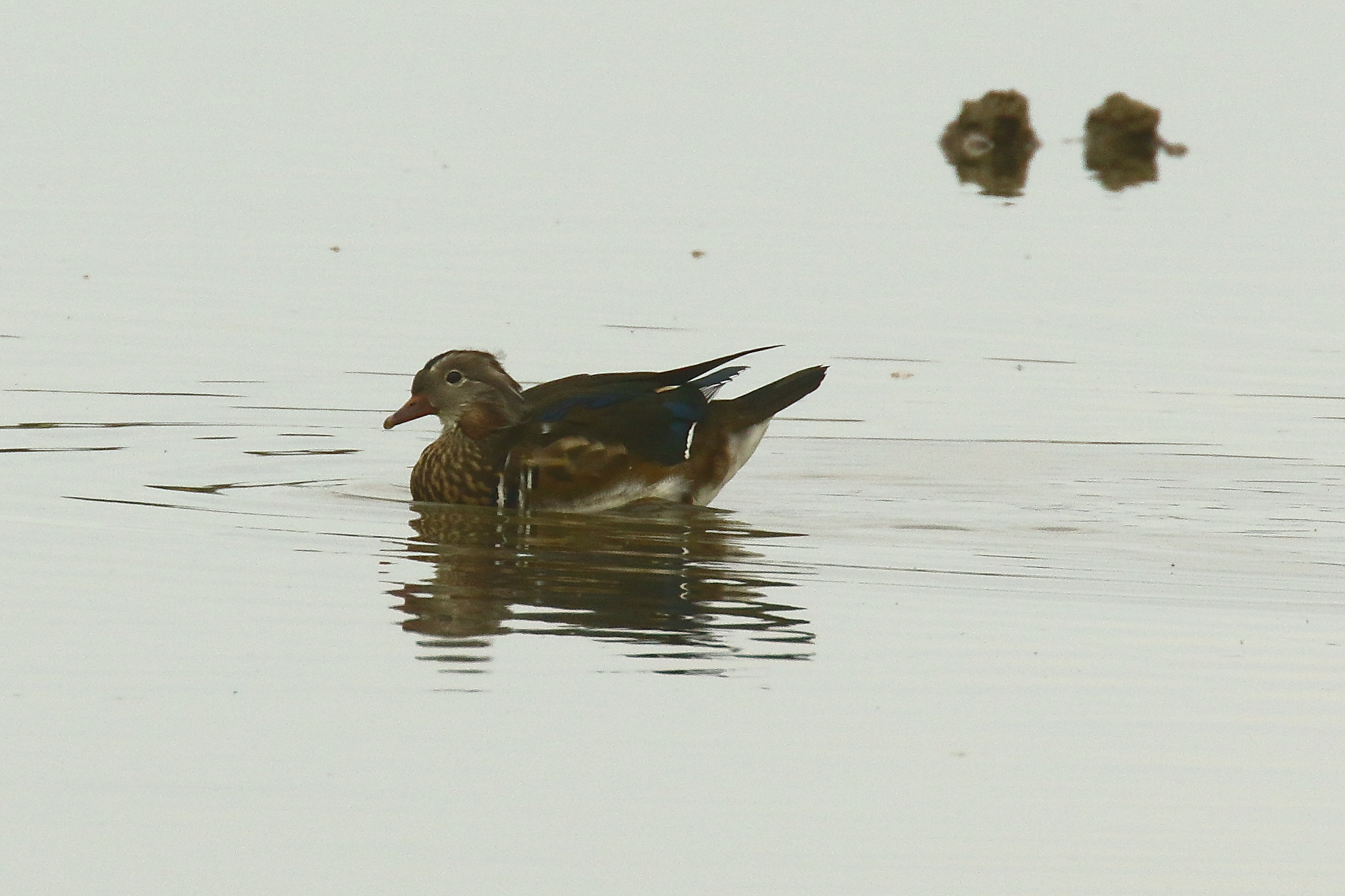 Mandarin Duck - 17-09-2021