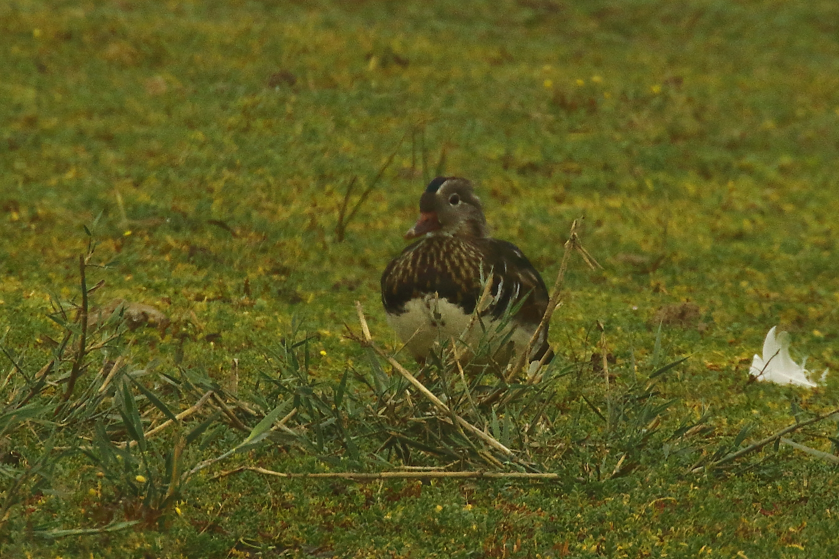 Mandarin Duck - 17-09-2021