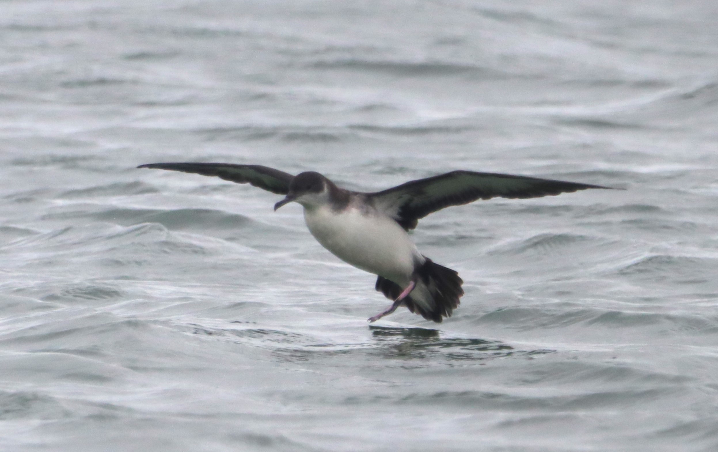 Manx Shearwater - 11-10-2023