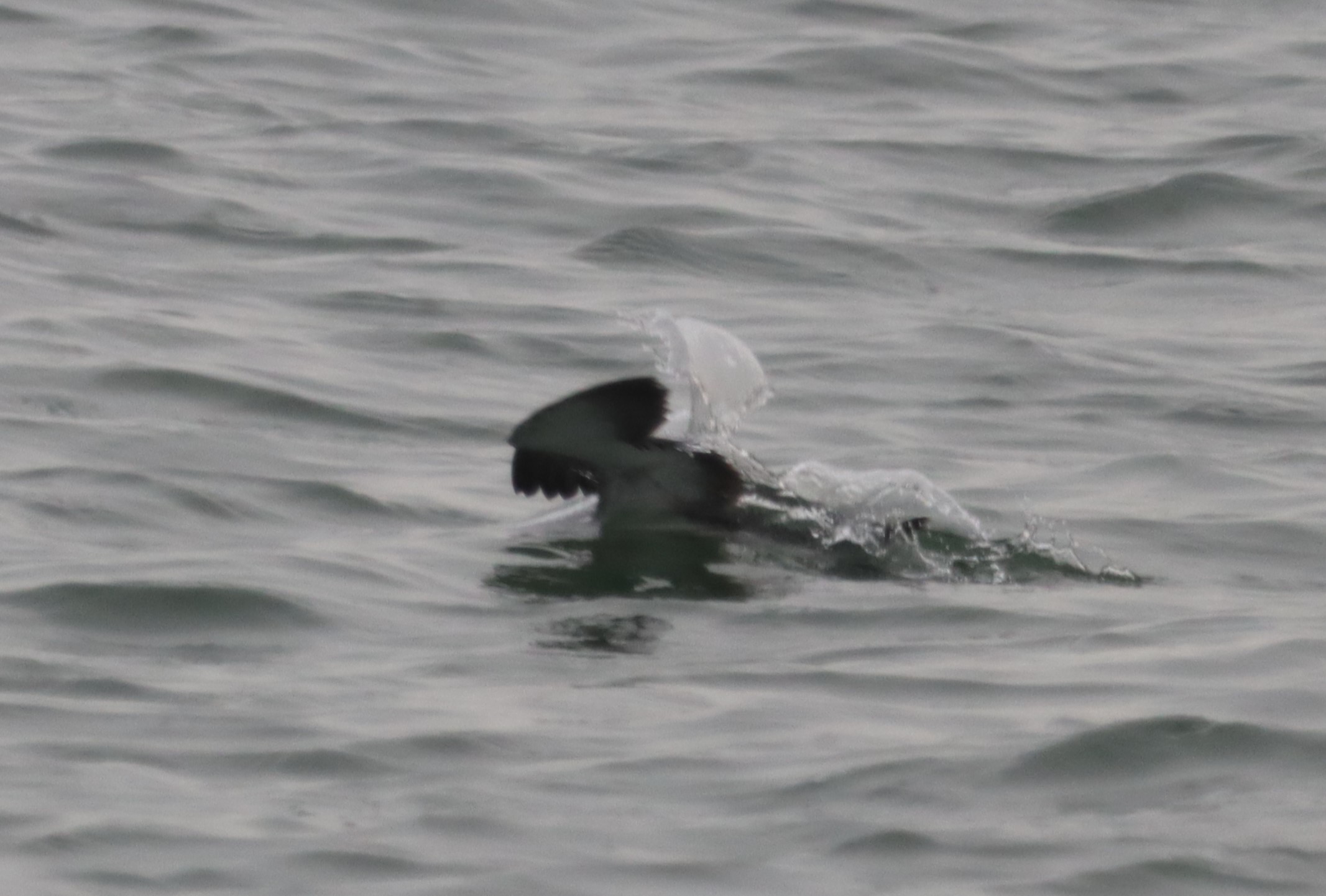 Manx Shearwater - 04-10-2023