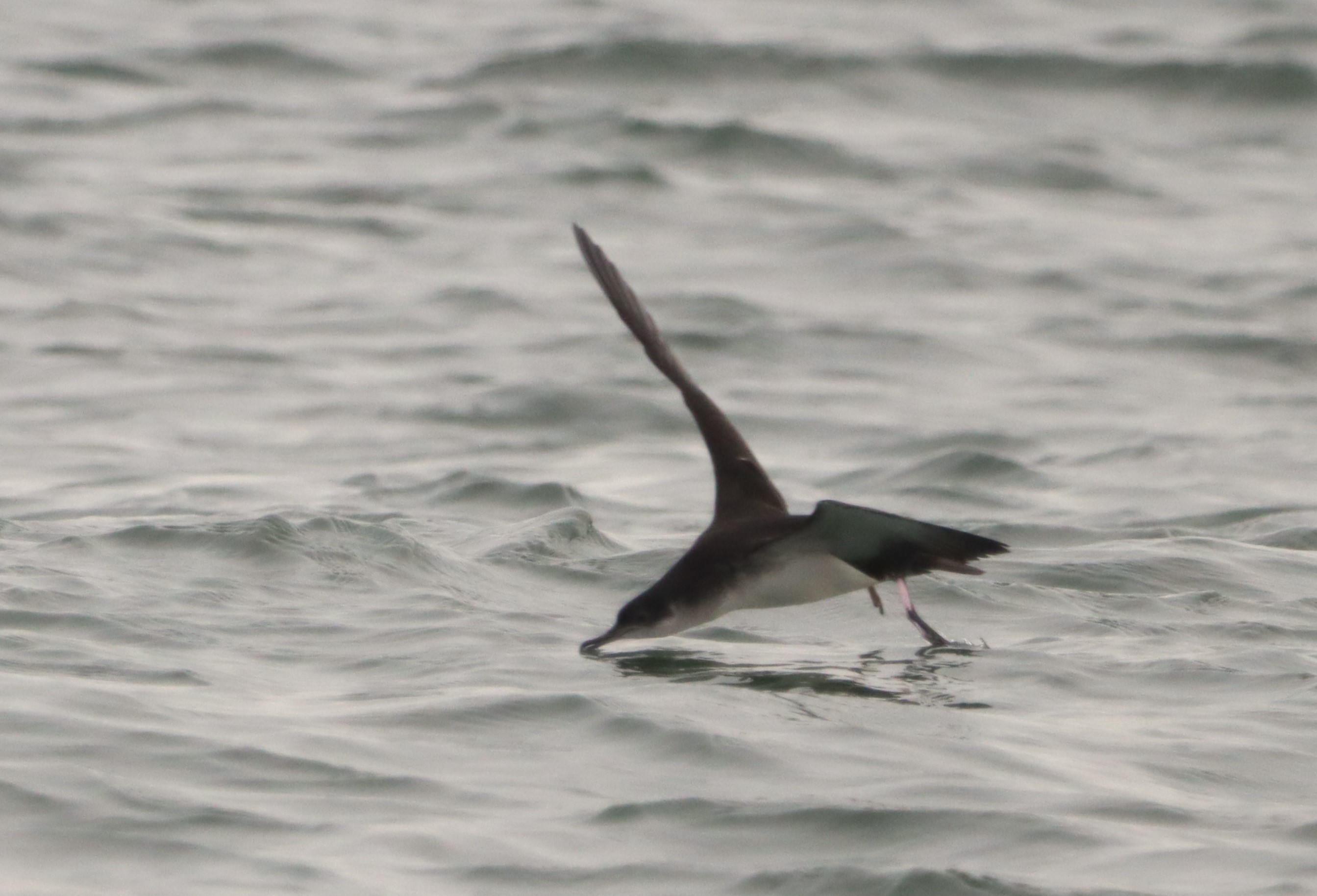 Manx Shearwater - 04-10-2023