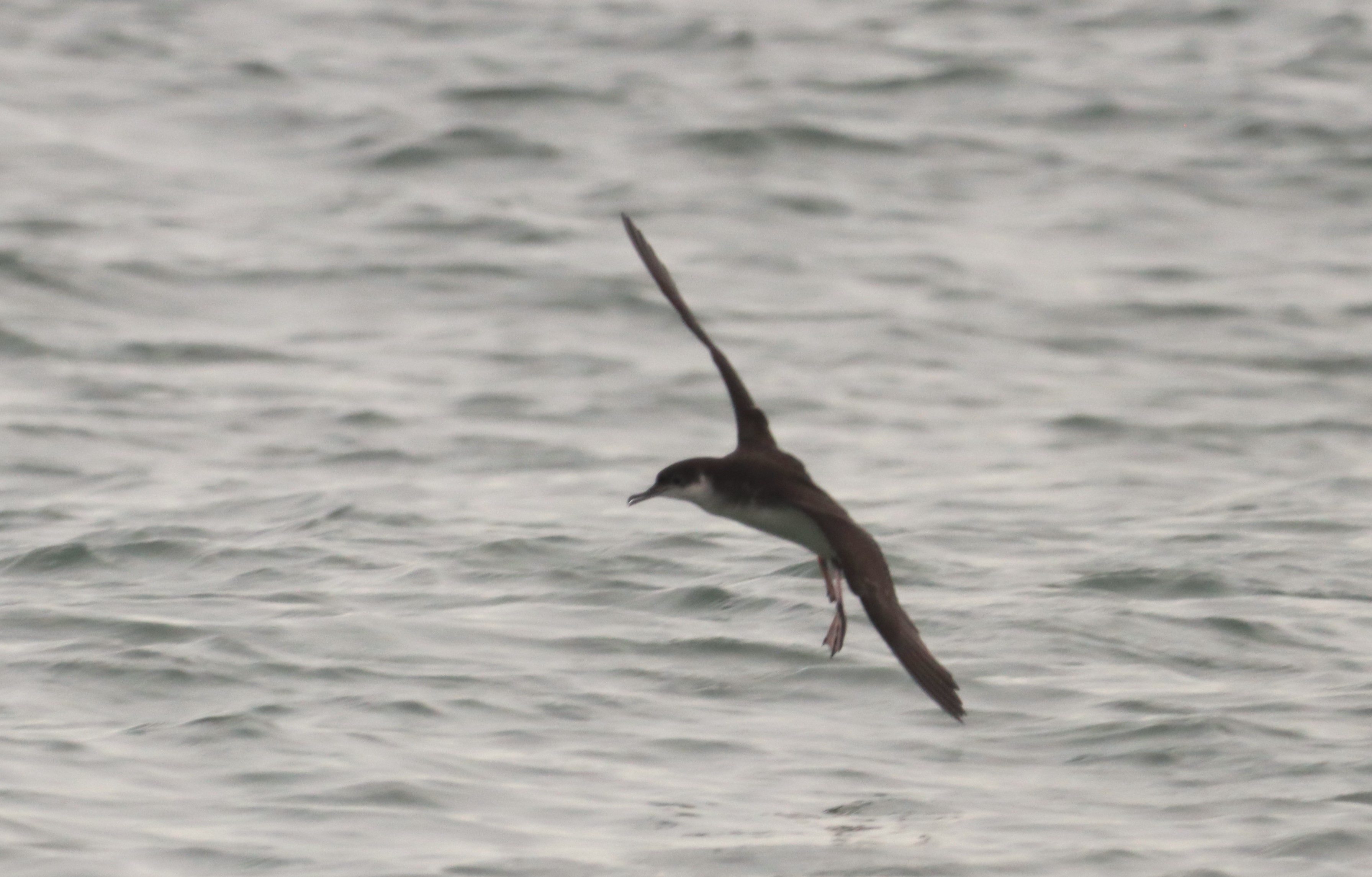 Manx Shearwater - 04-10-2023