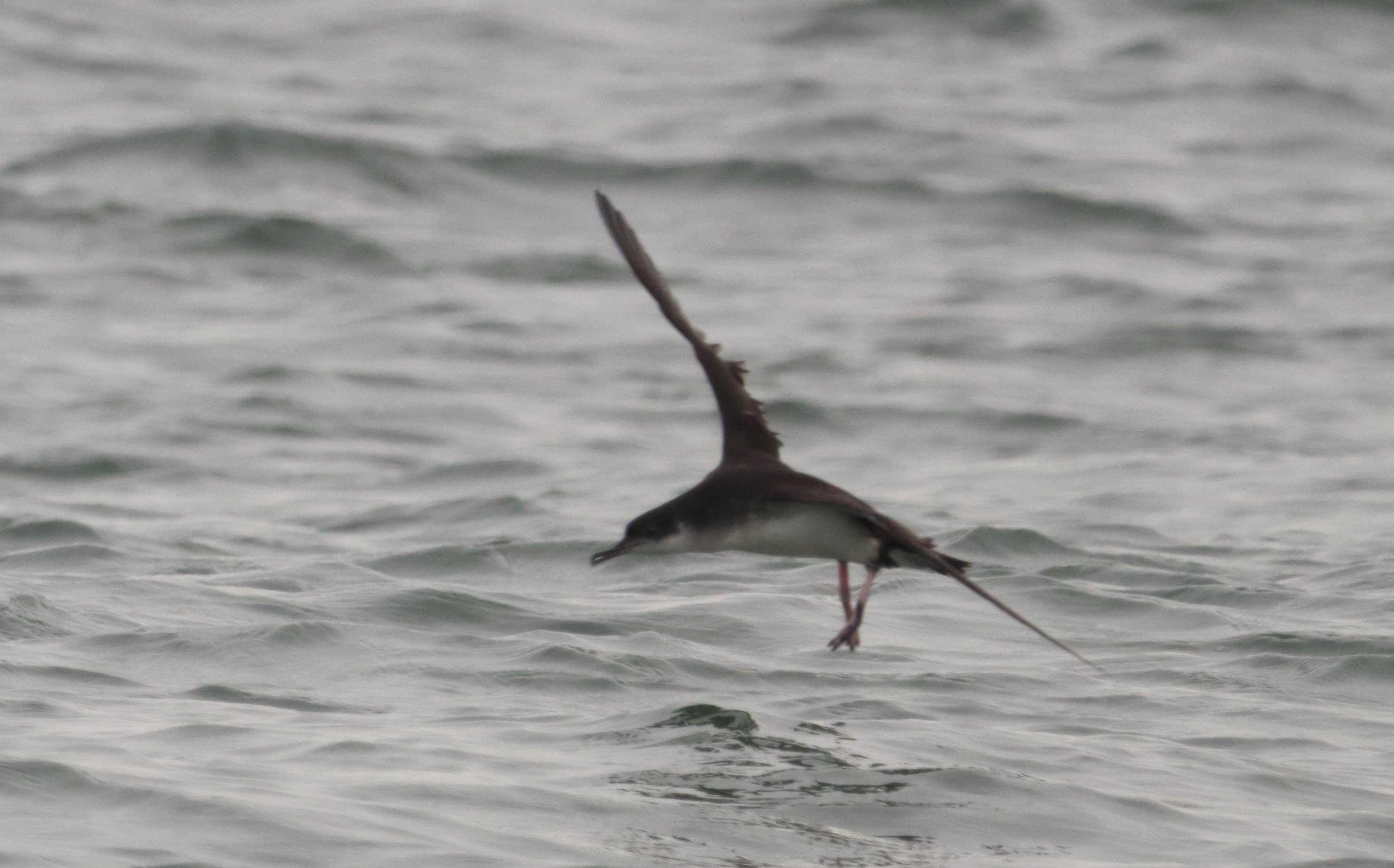 Manx Shearwater - 04-10-2023