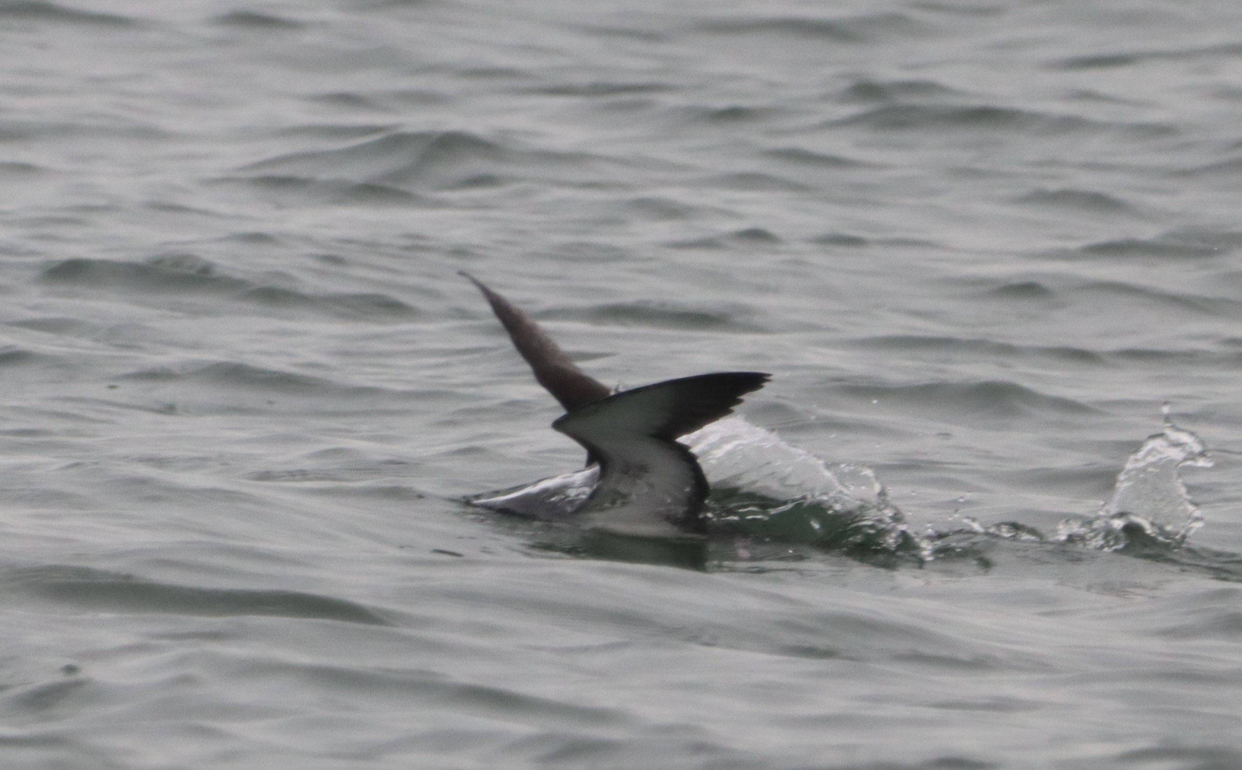 Manx Shearwater - 04-10-2023