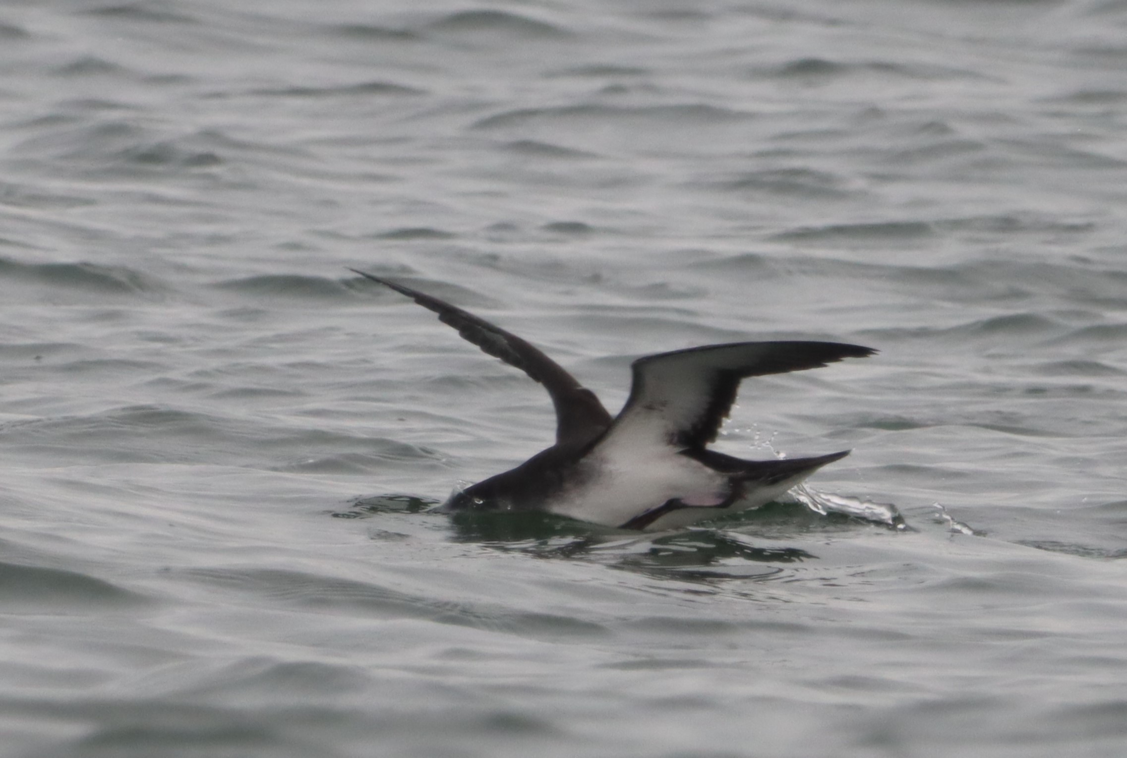 Manx Shearwater - 04-10-2023