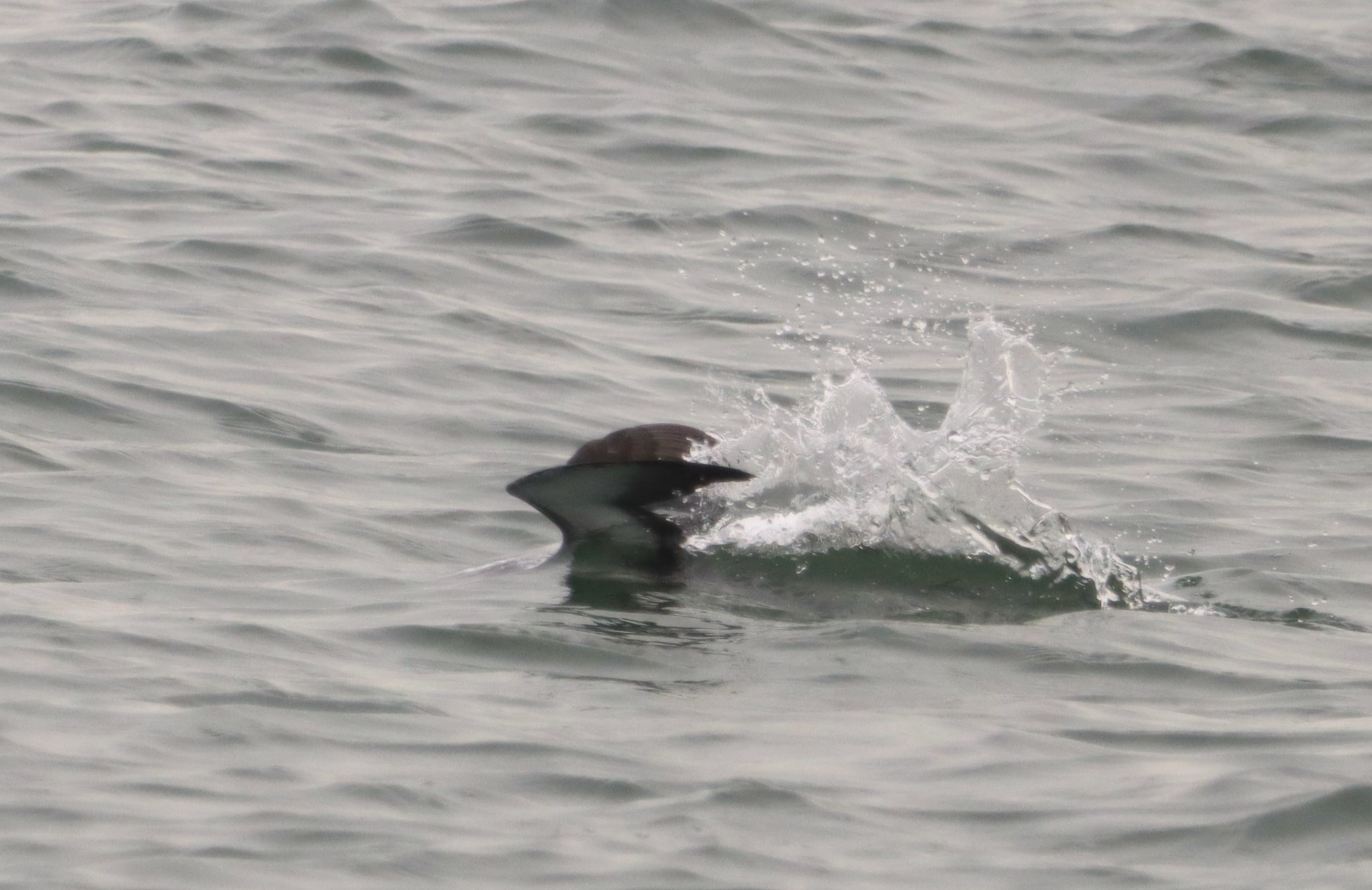 Manx Shearwater - 04-10-2023